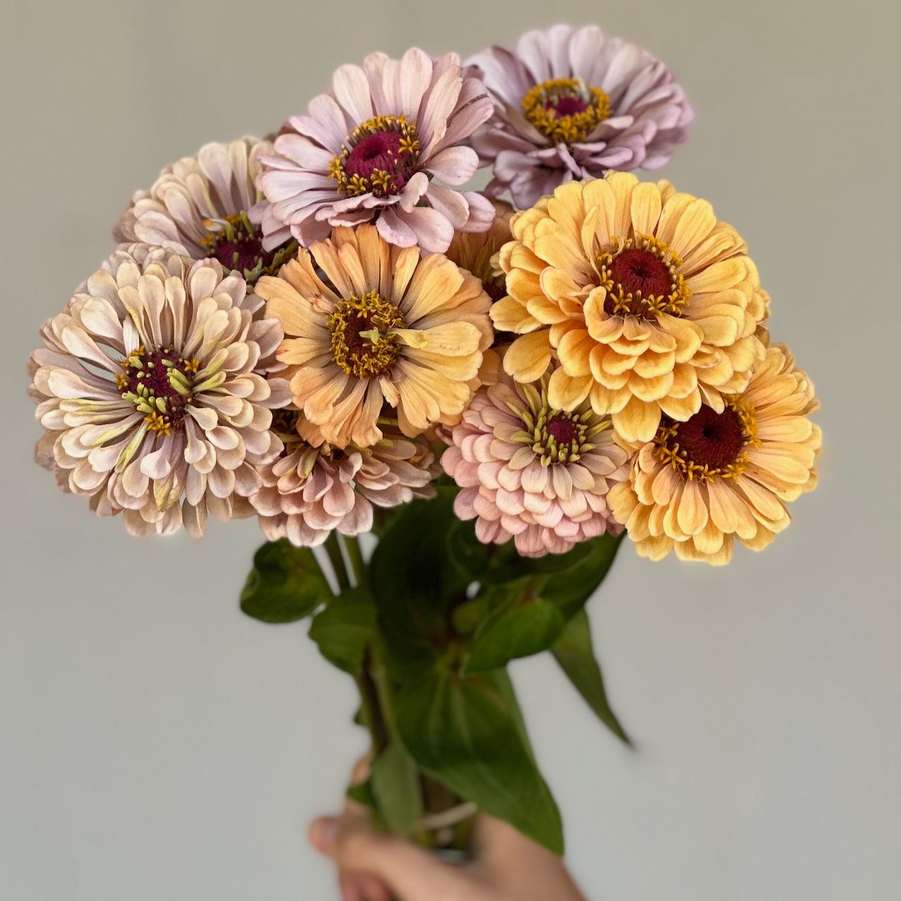 ZINNIA elegans Alpenglow