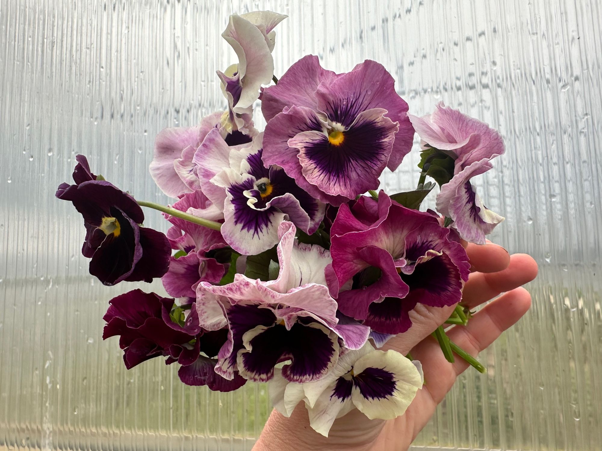 VIOLA x wittrockiana Flamenco Tricolor Rose