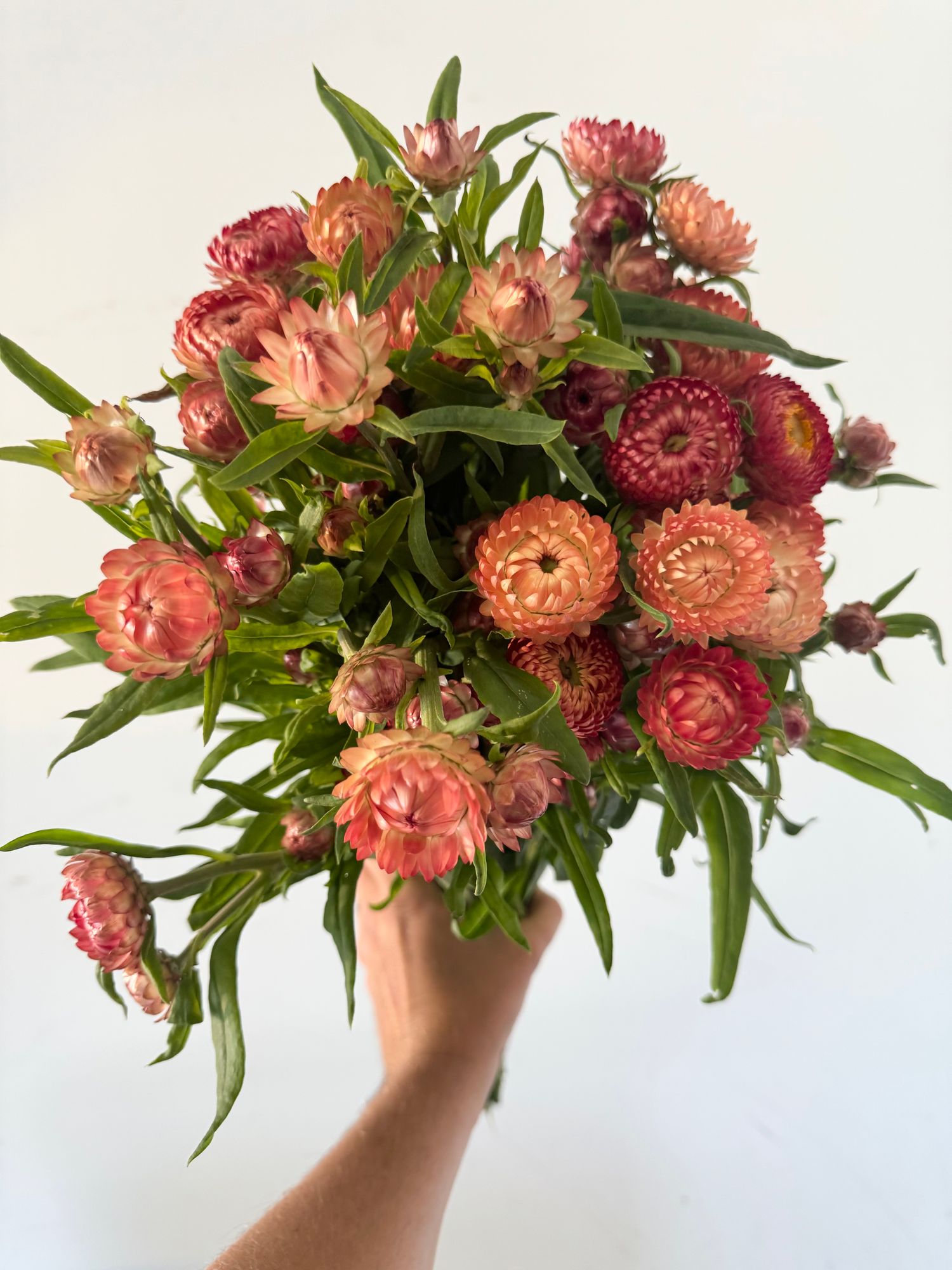 XEROCHRYSUM bracteatum Apricot Peach