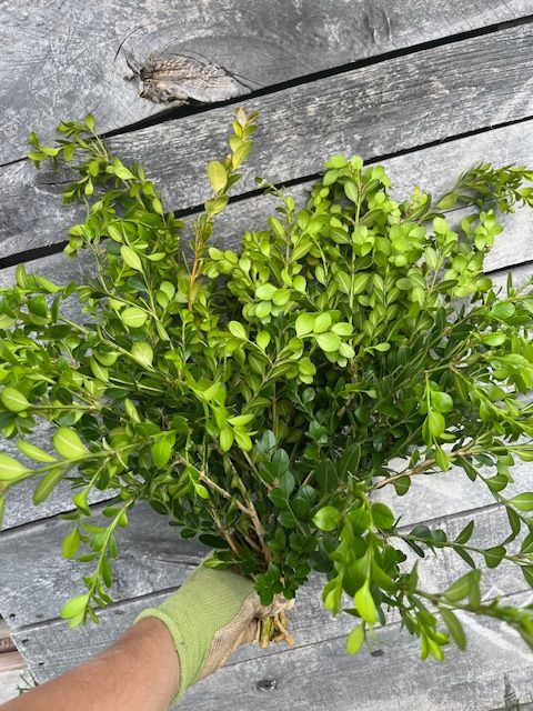 BUXUS