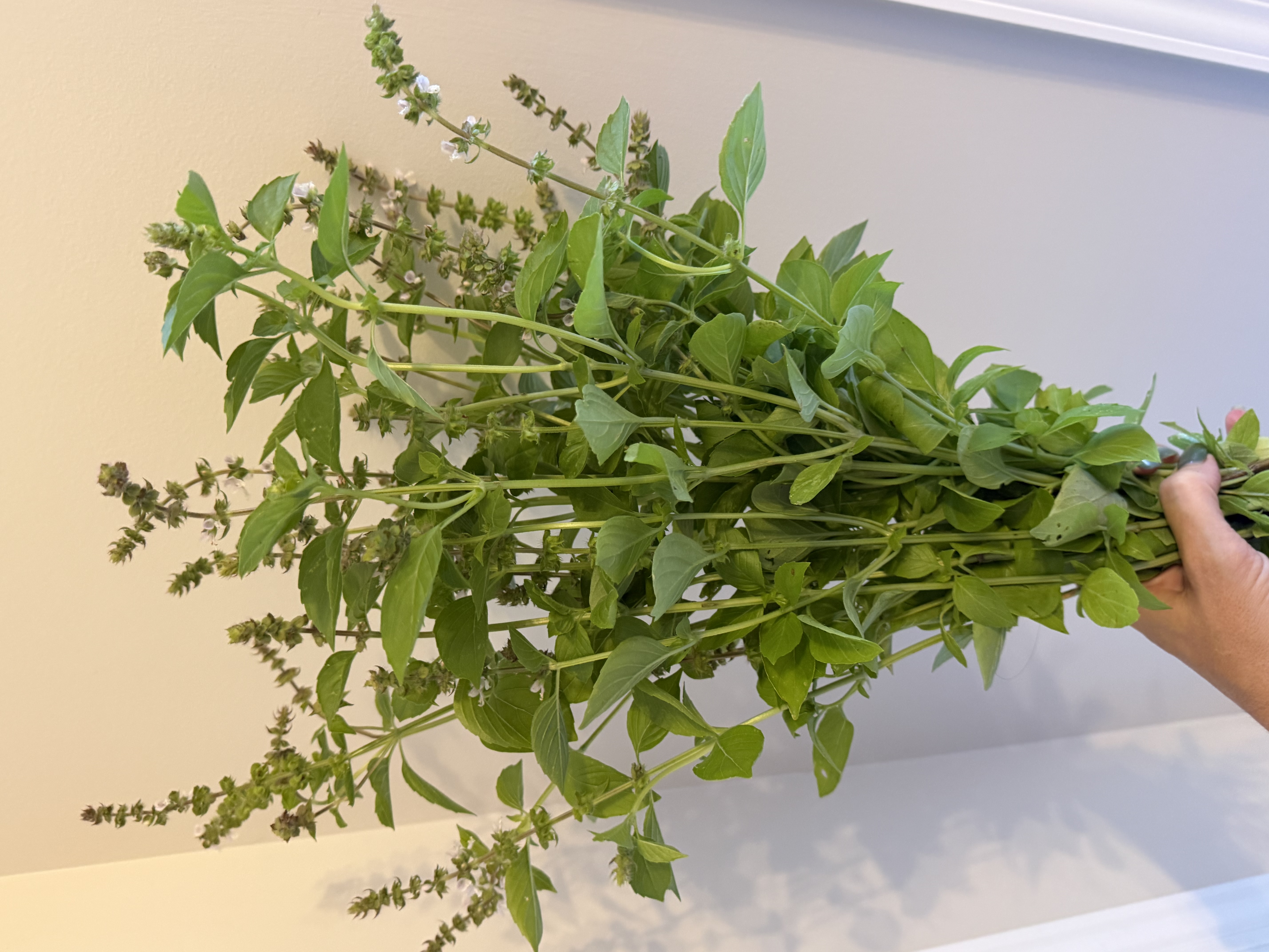OCIMUM americanum Lemonette