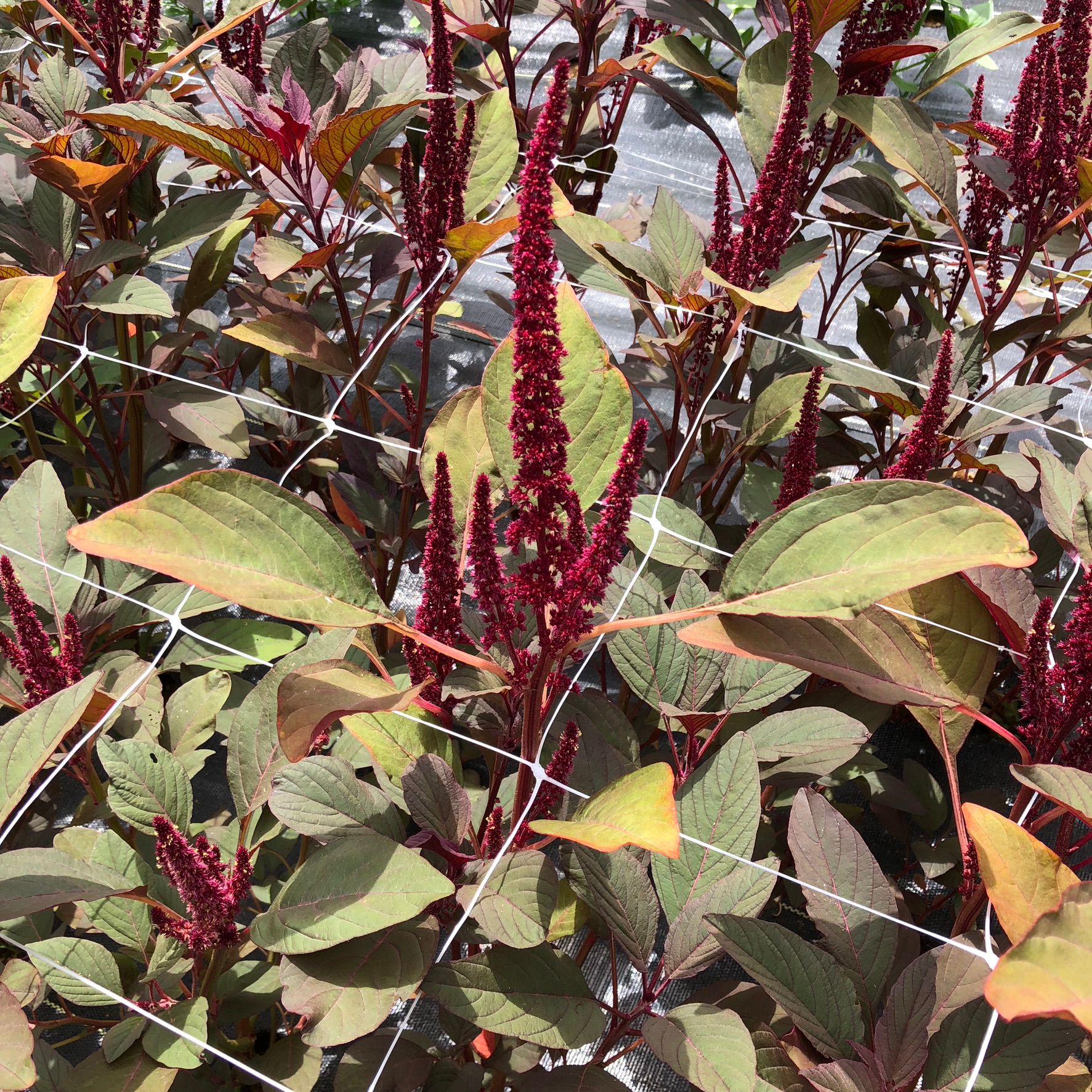 AMARANTHUS cruentus Red Spike