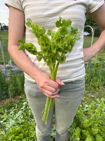 MOLUCCELLA laevis