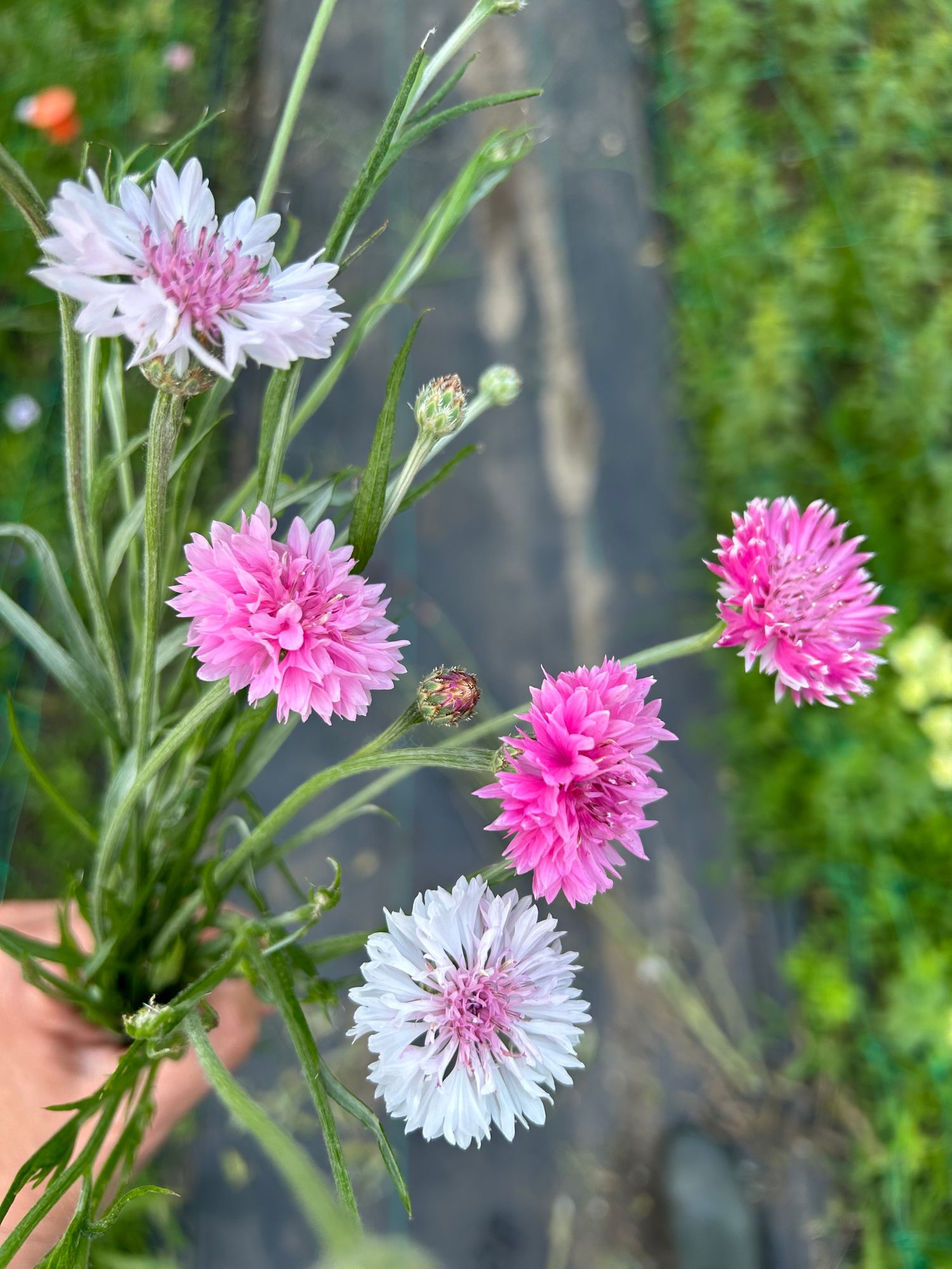 CENTAUREA cyanus Pinkie