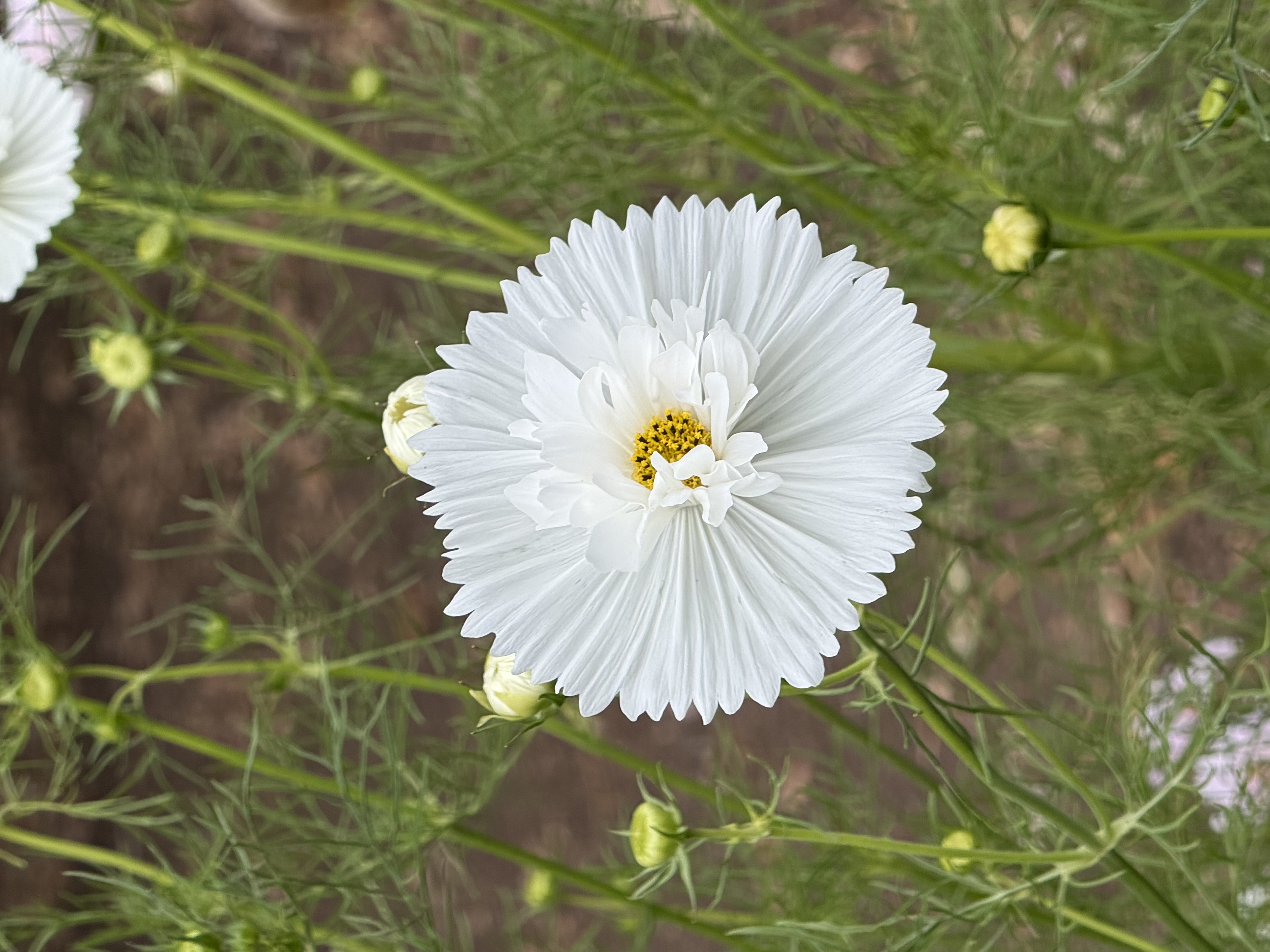 COSMOS bipinnatus Cupcakes