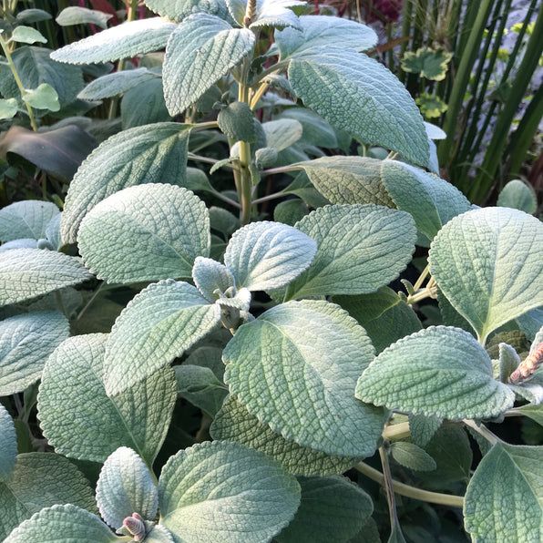 PLECTRANTHUS argentatus