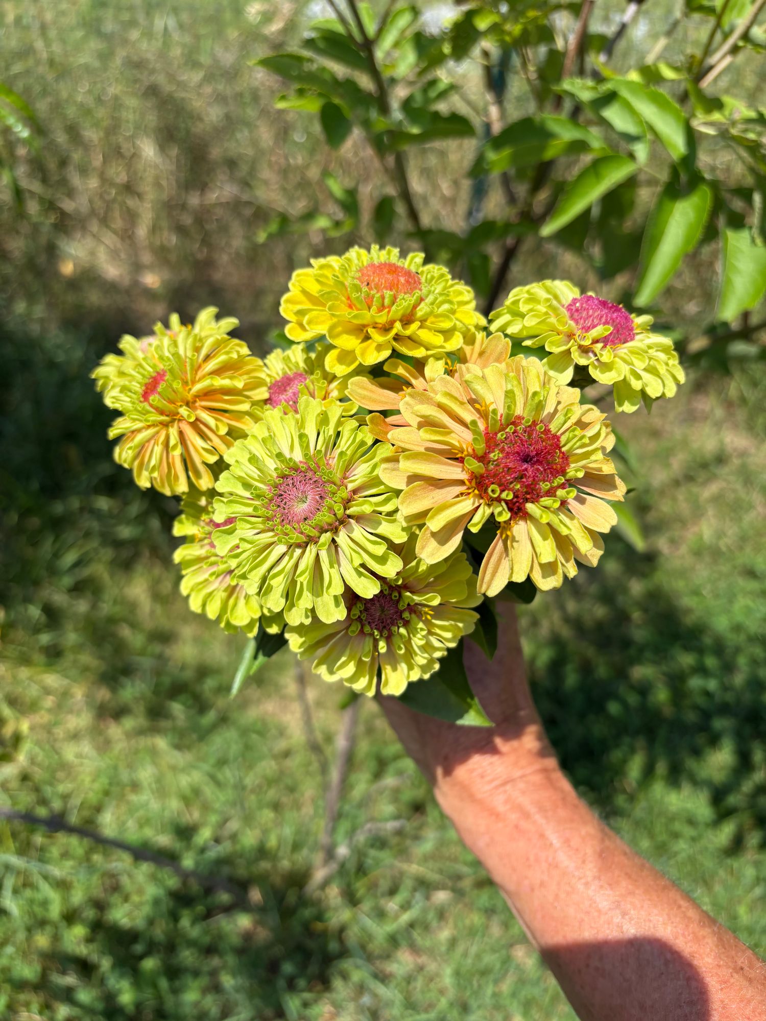 ZINNIA elegans Queeny Series