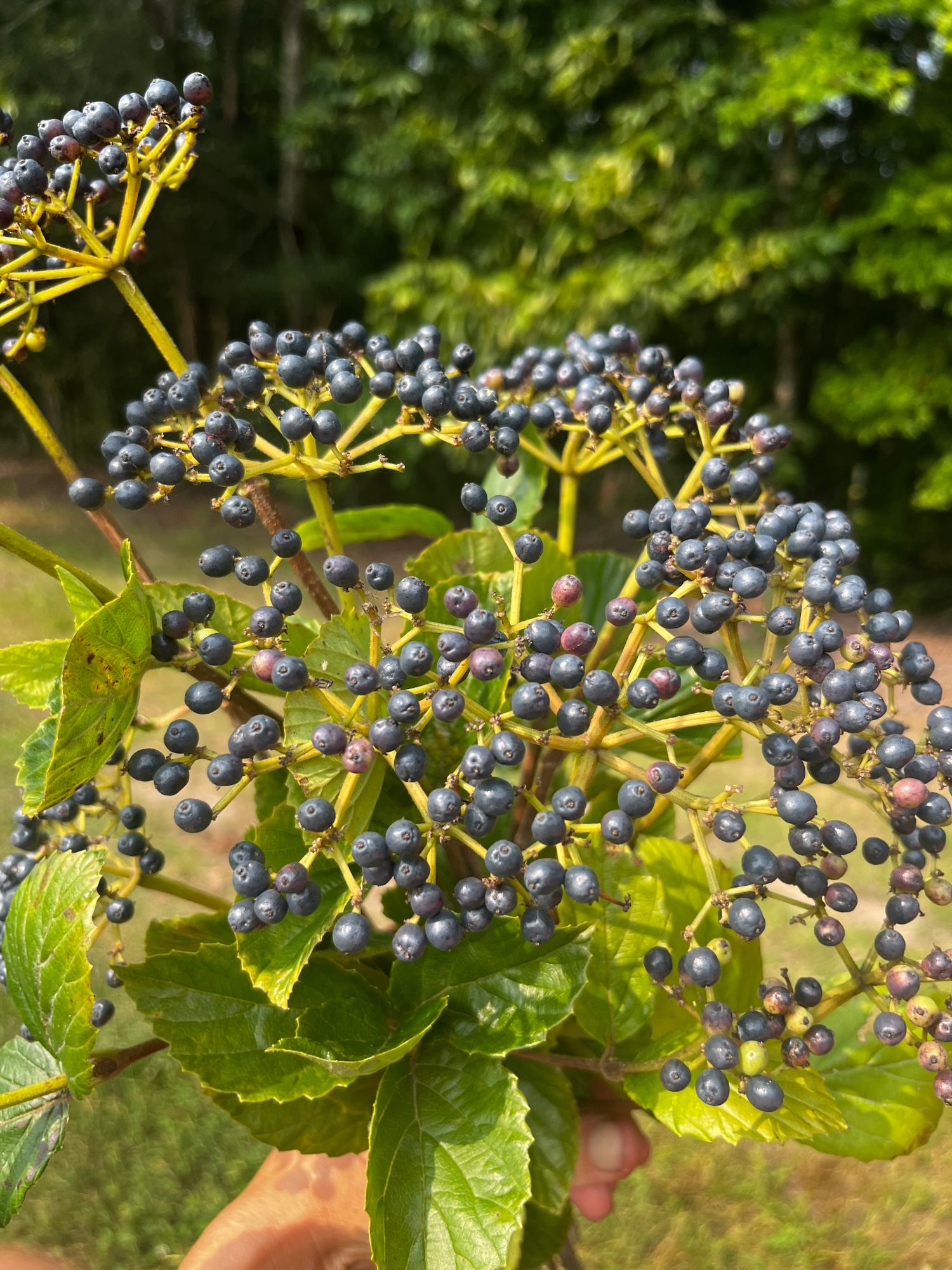 VIBURNUM