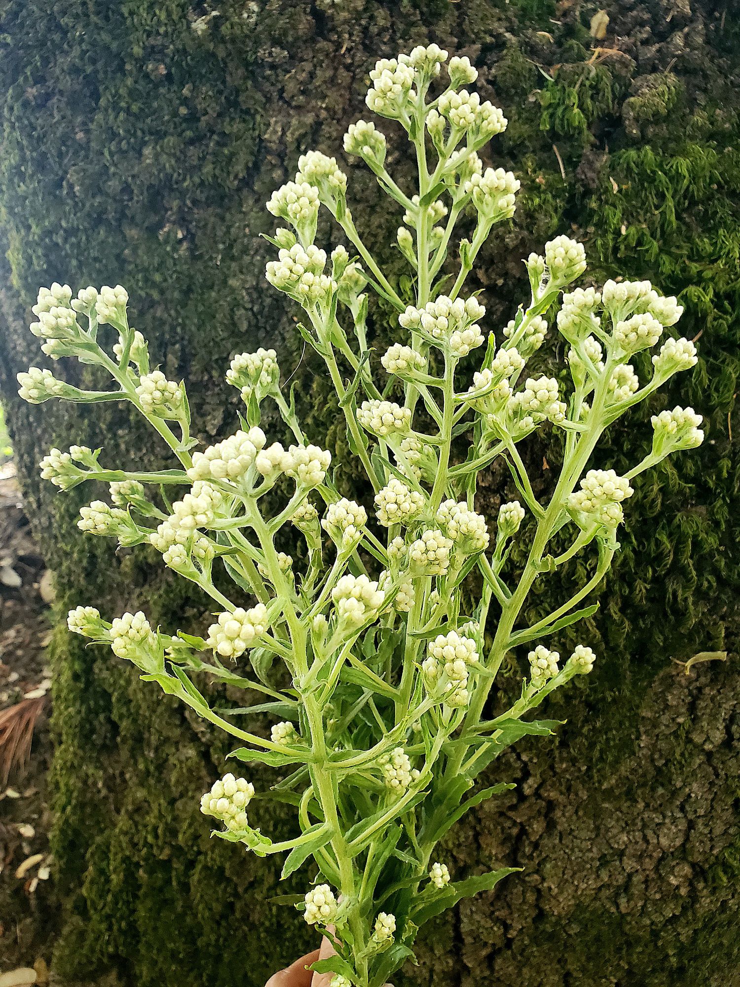 ANAPHALIS margaritacea