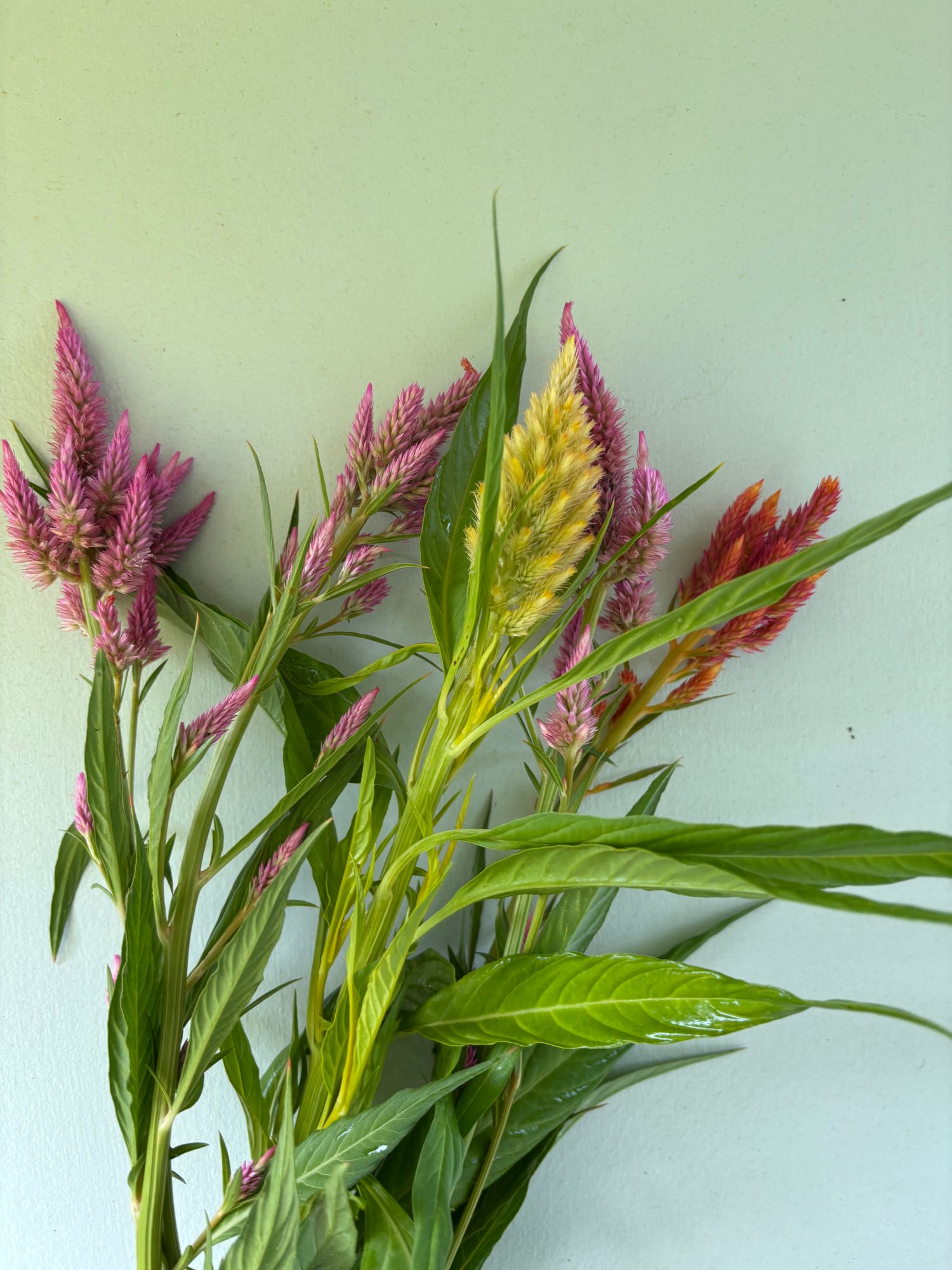 CELOSIA argentea var. plumosa Texas Plume Summer Sherbet