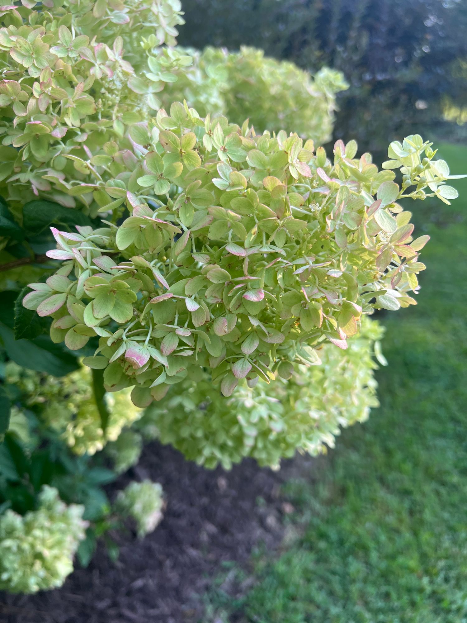 HYDRANGEA paniculata Limelight