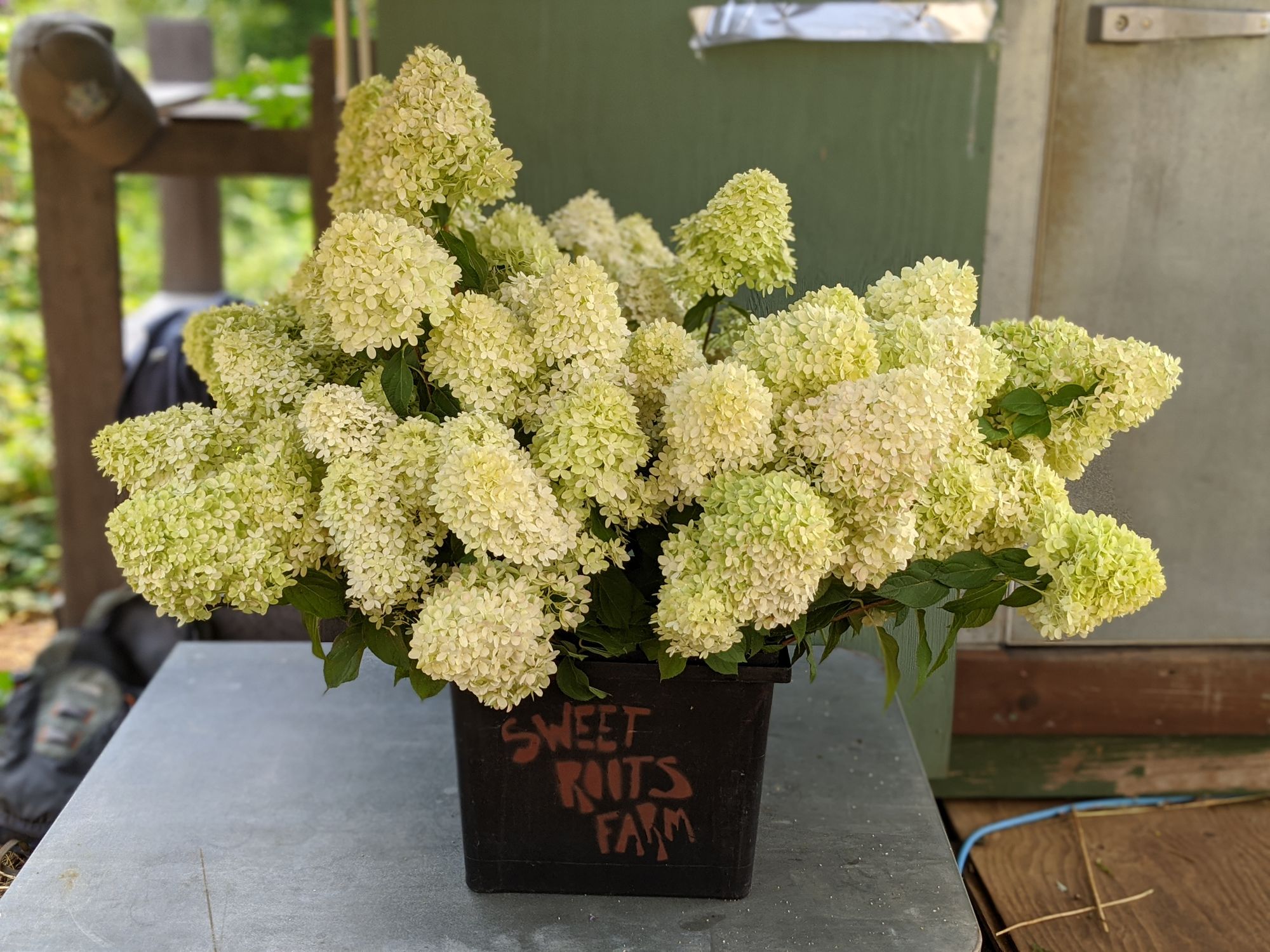 HYDRANGEA paniculata Limelight