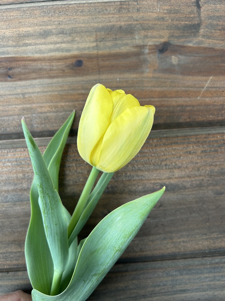 TULIPA