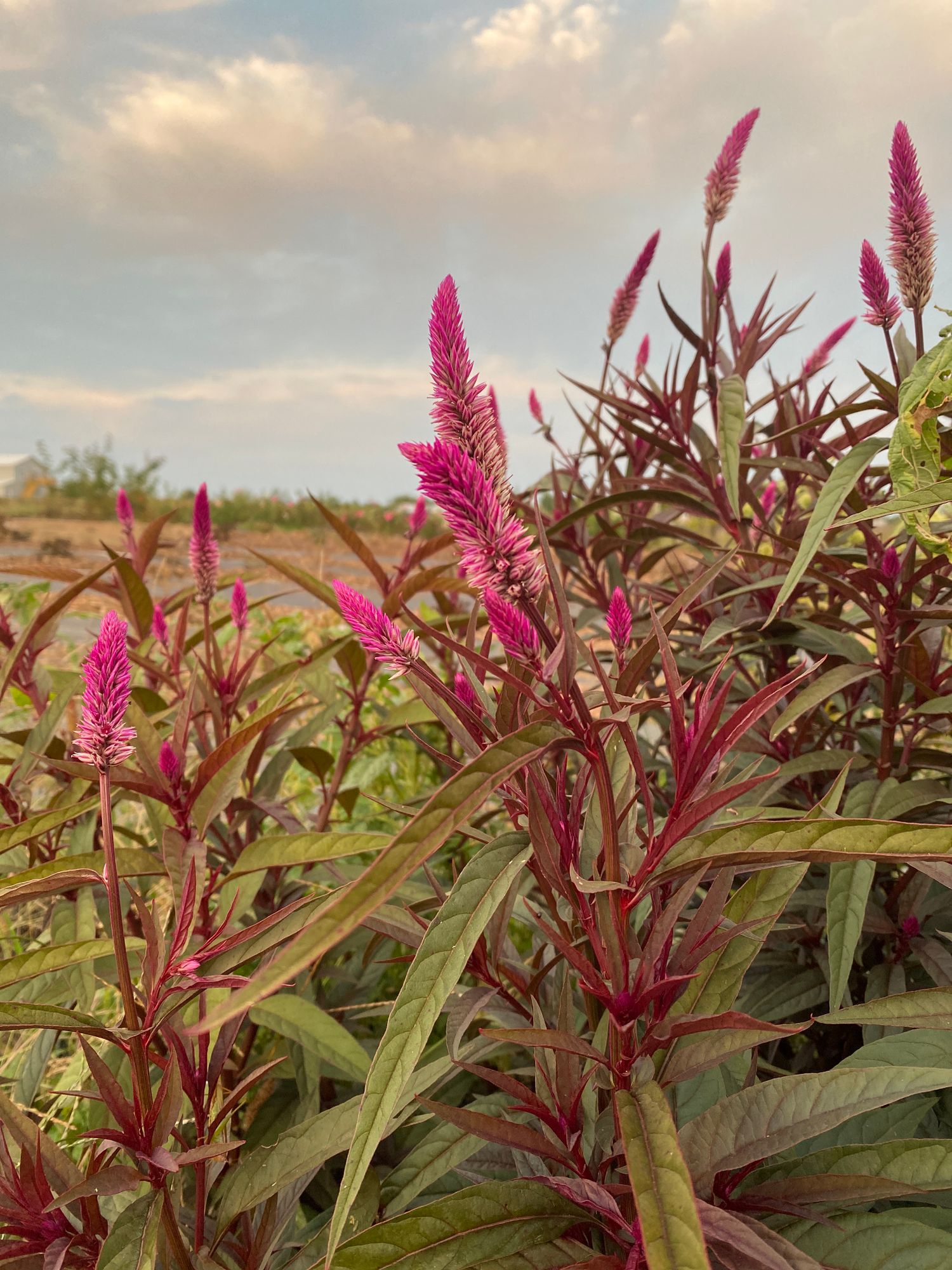 CELOSIA argentea spicata Flamingo Feather