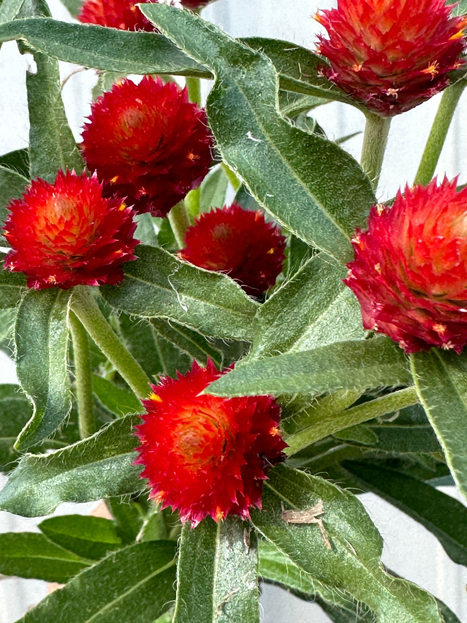 GOMPHRENA globosa
