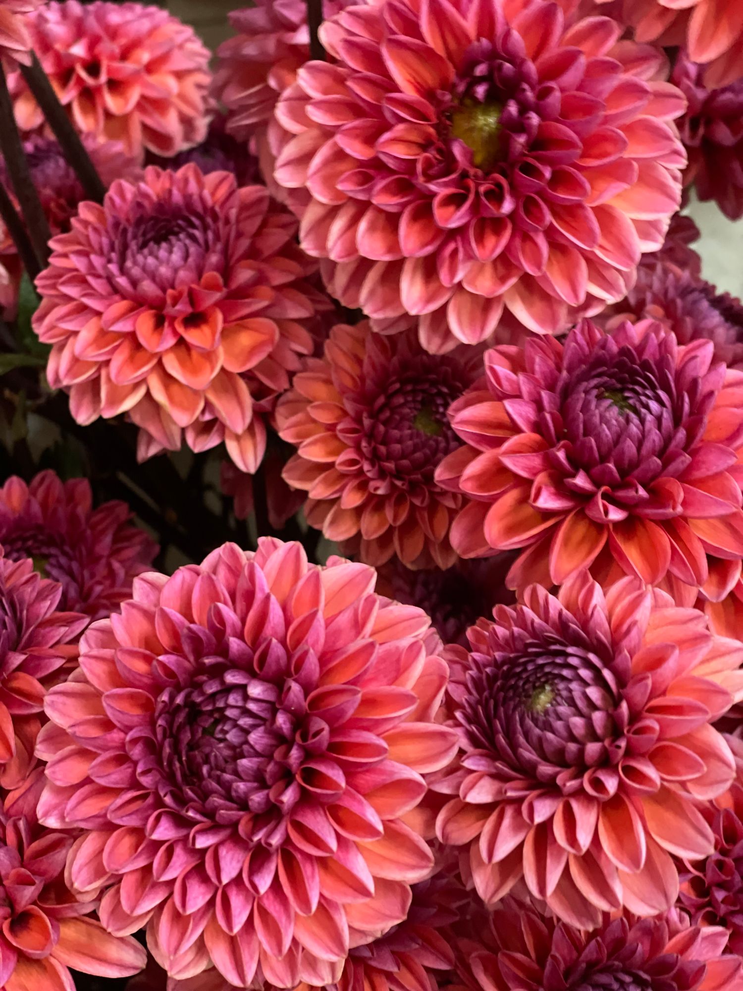 DAHLIA Daisy Duke