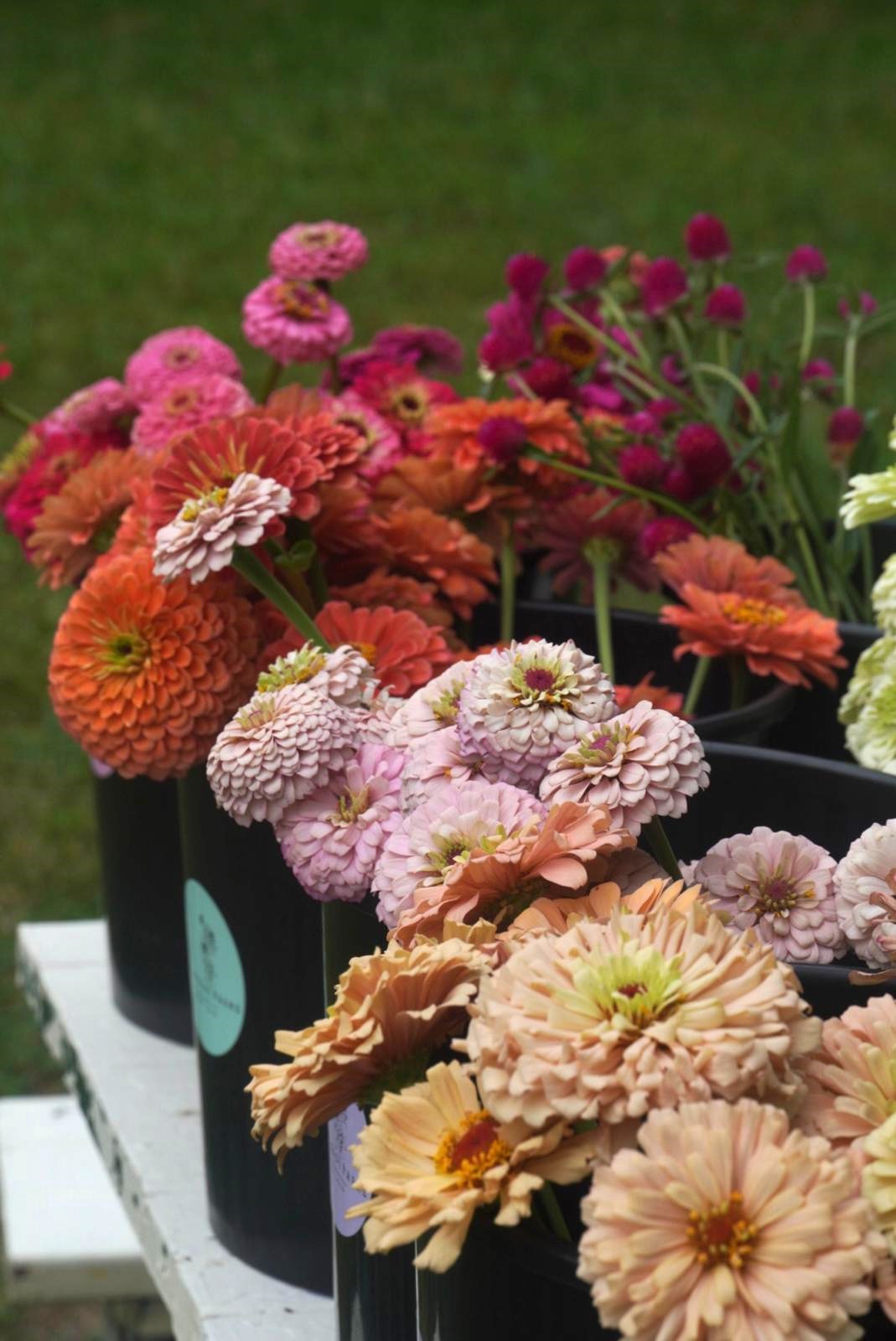 Zinnias - Mixed Bucket