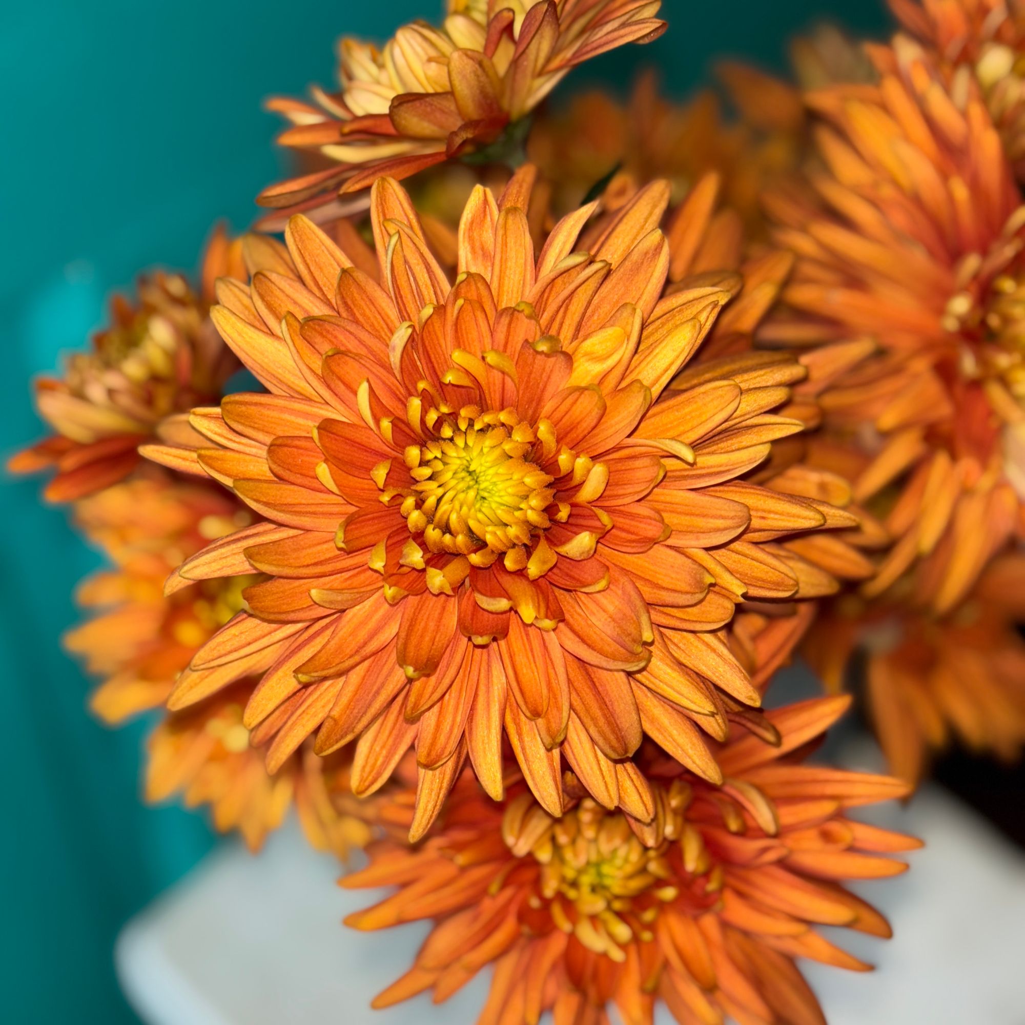 CHRYSANTHEMUM indicum Durango Bronze