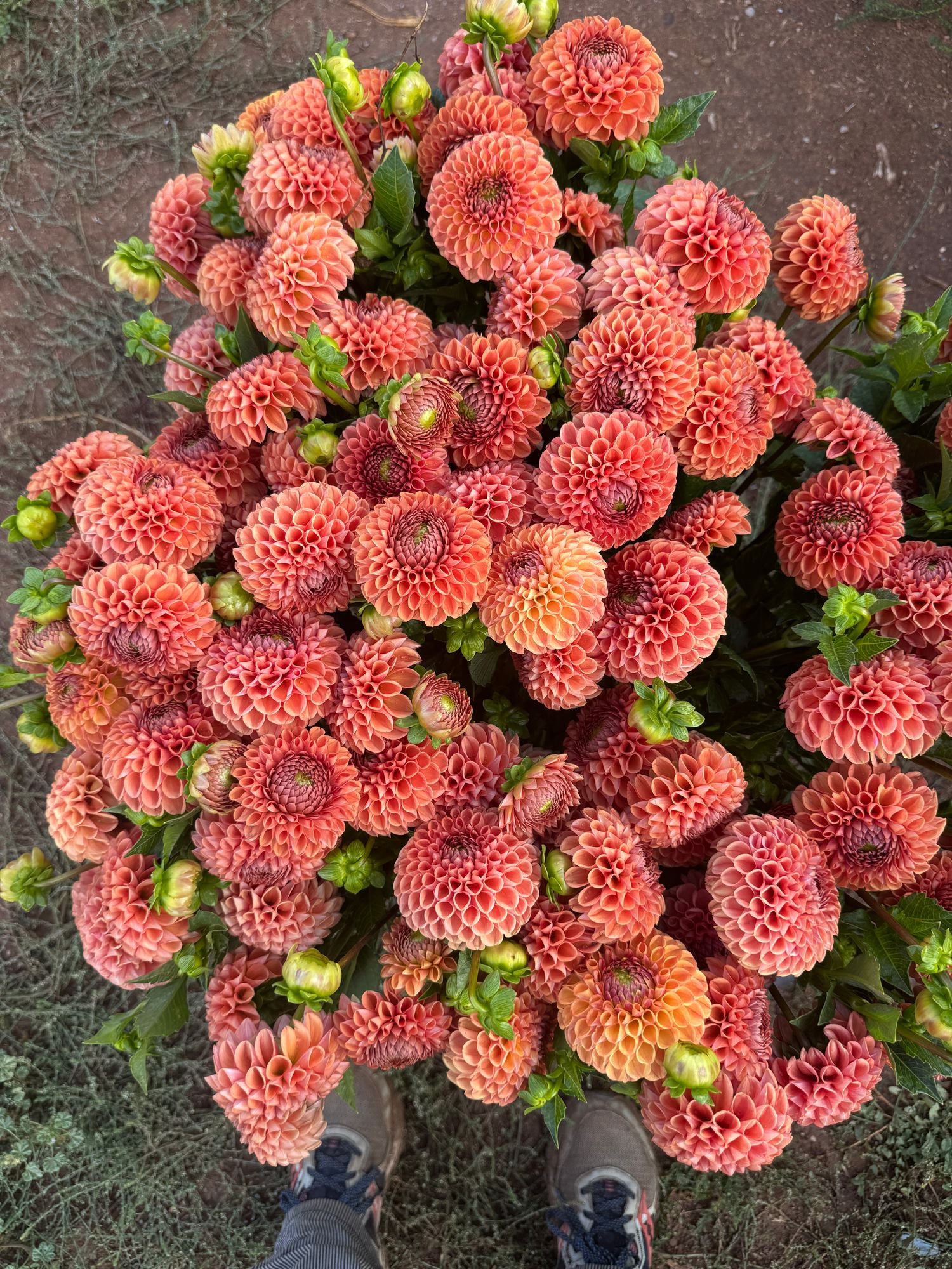 DAHLIA Cornel Bronze