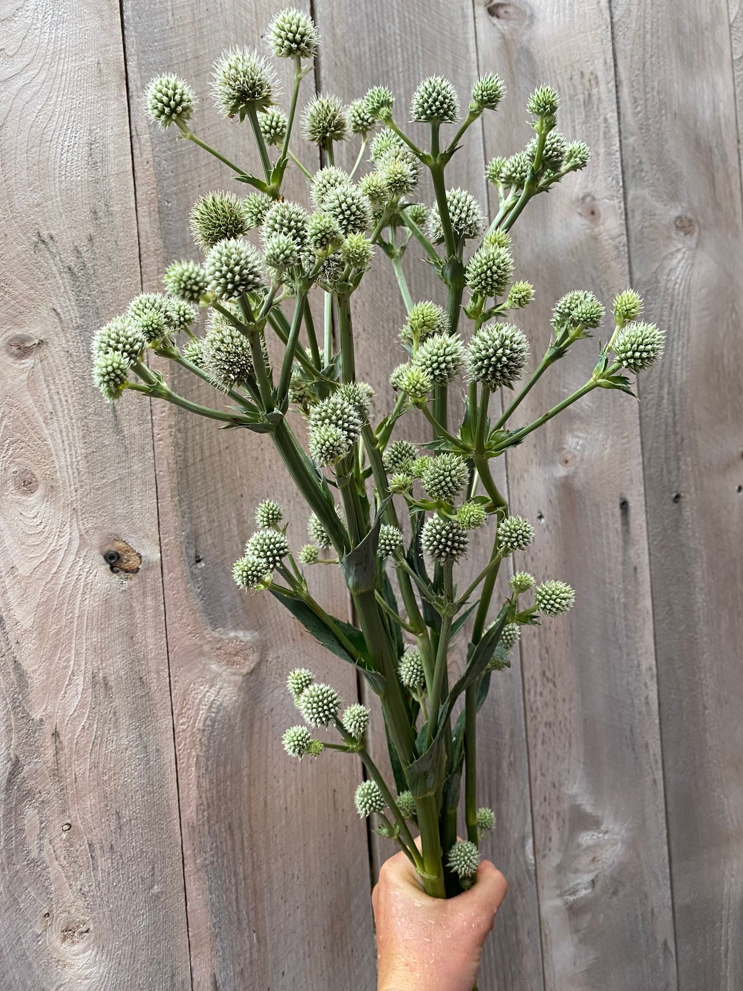 ERYNGIUM yuccifolium