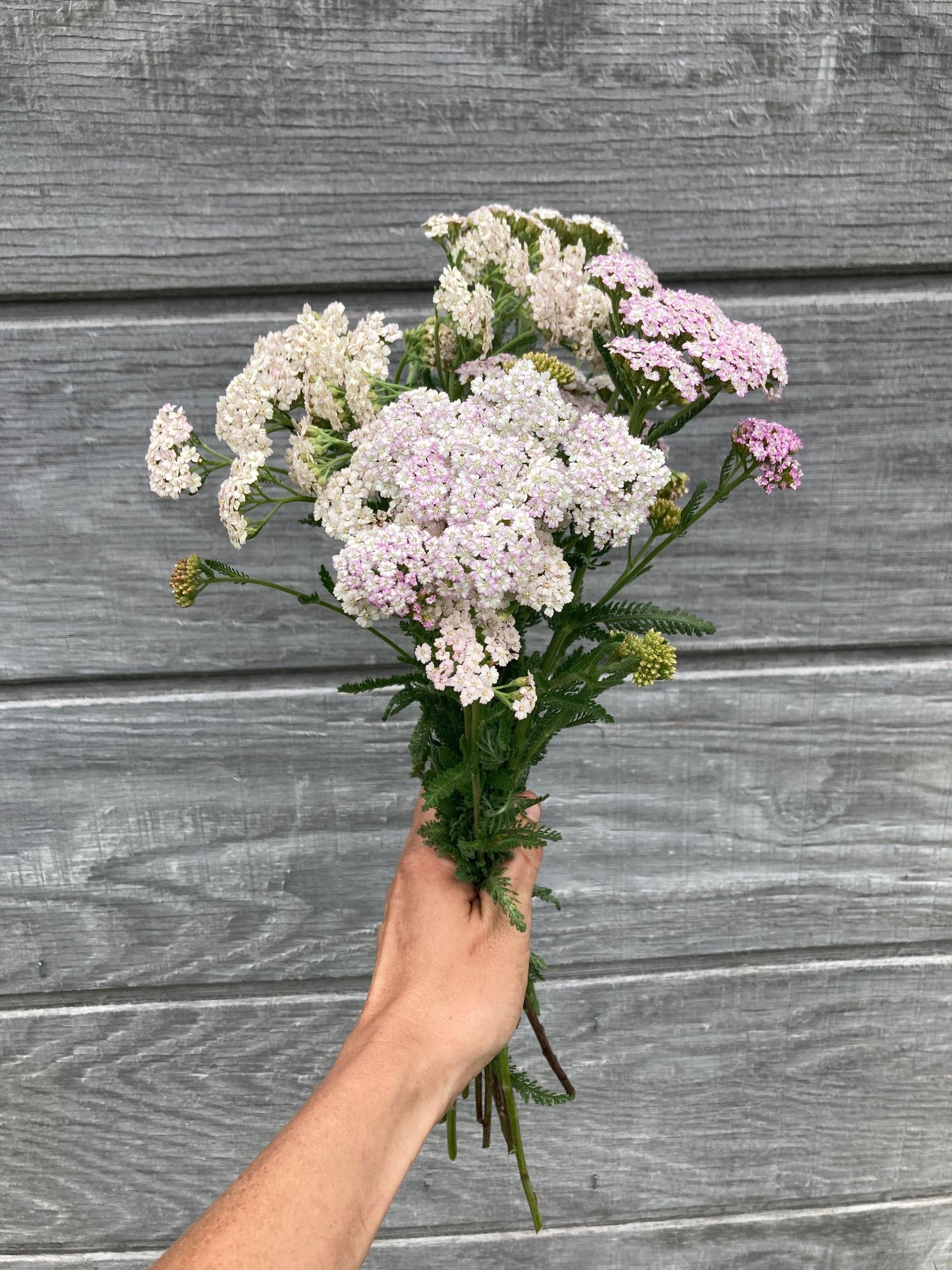 ACHILLEA millefolium Summer Pastels