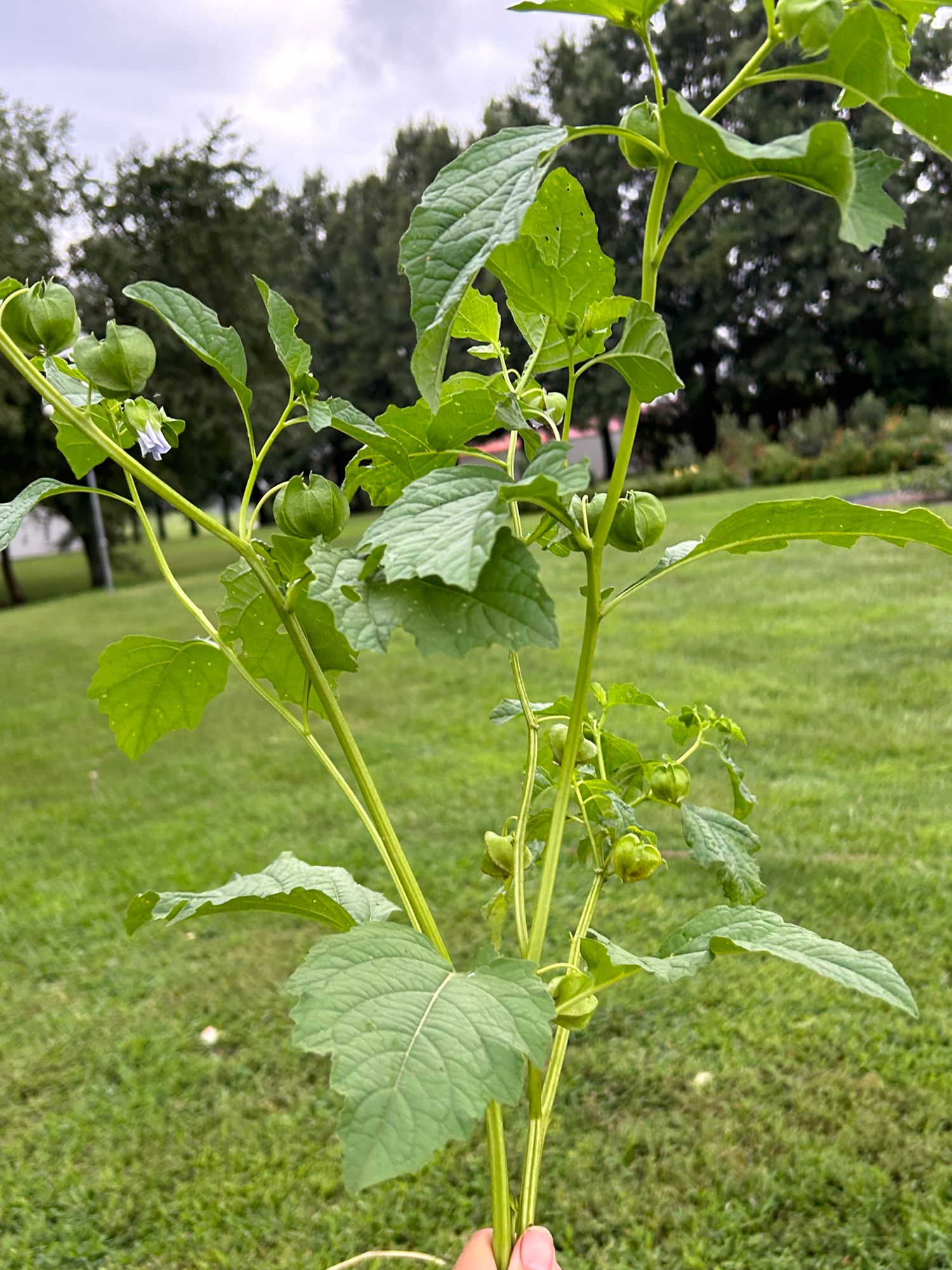 NICANDRA physalodes