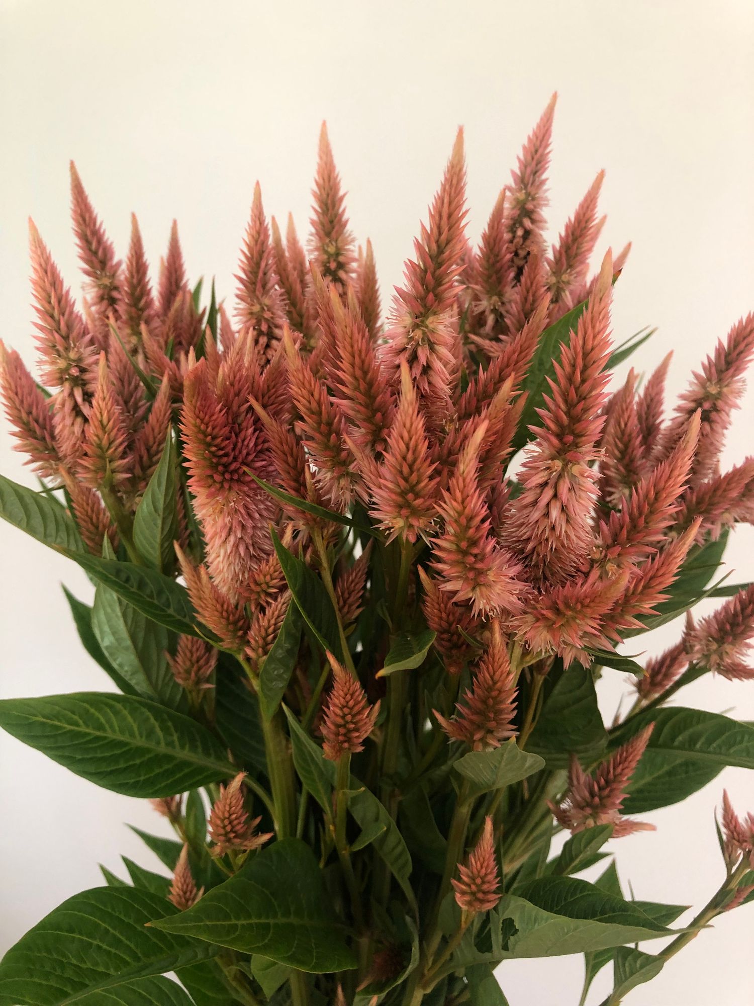 CELOSIA argentea spicata Celway Terracotta