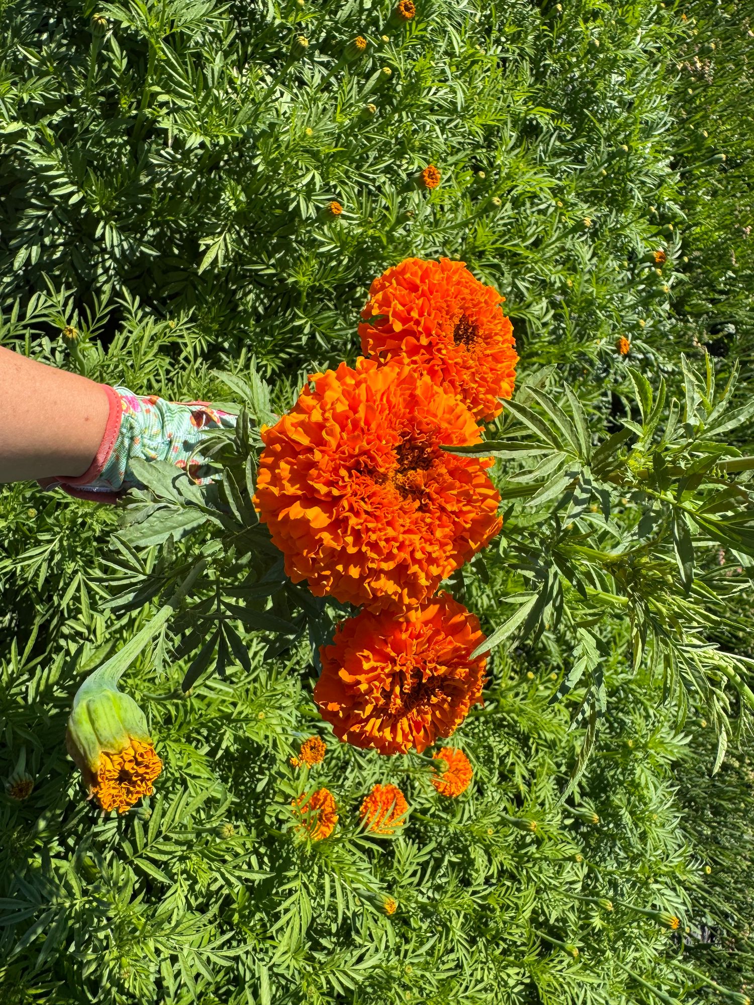 TAGETES erecta Bindi Orange