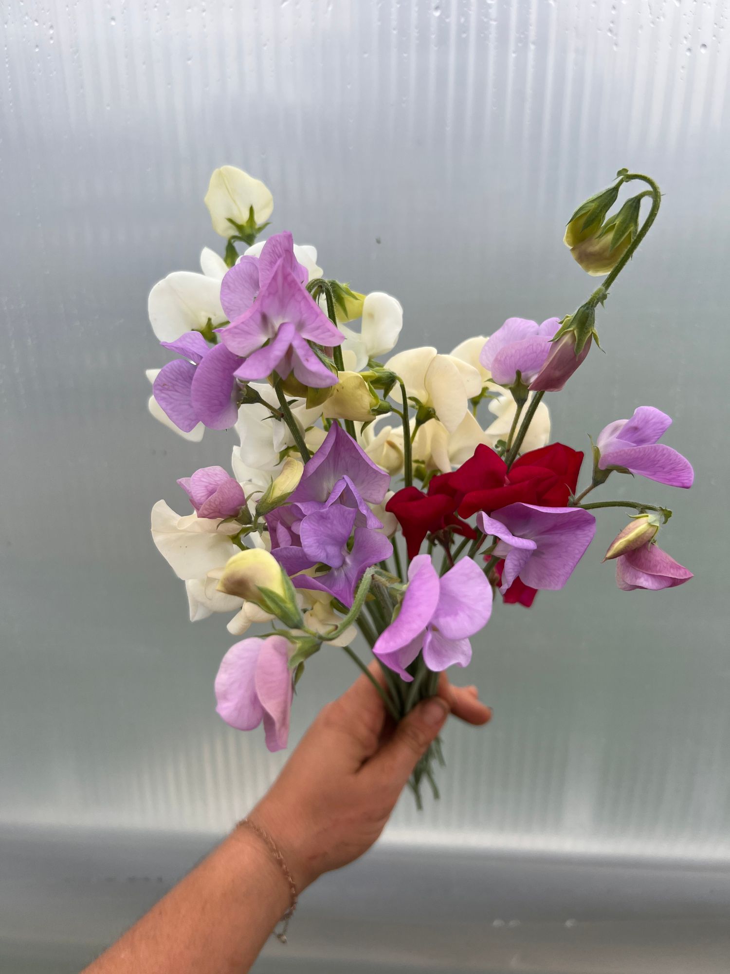 LATHYRUS odoratus