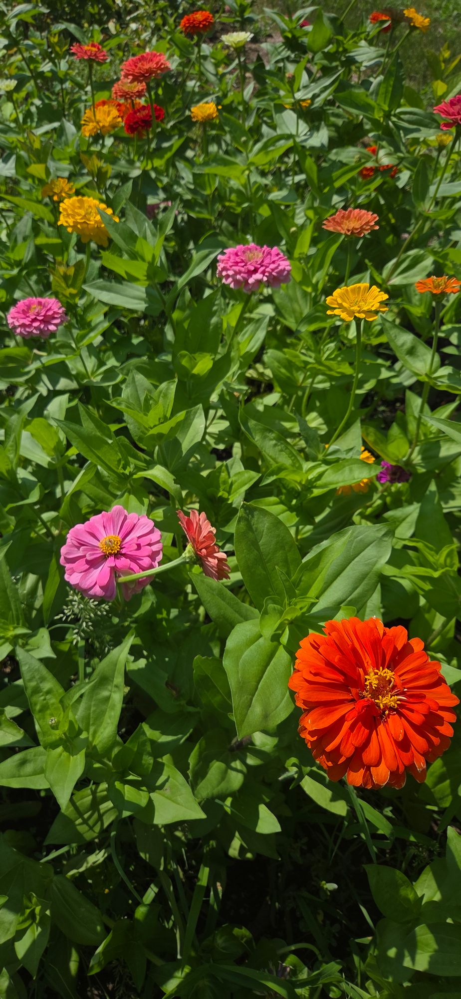 ZINNIA elegans Benarys Giant