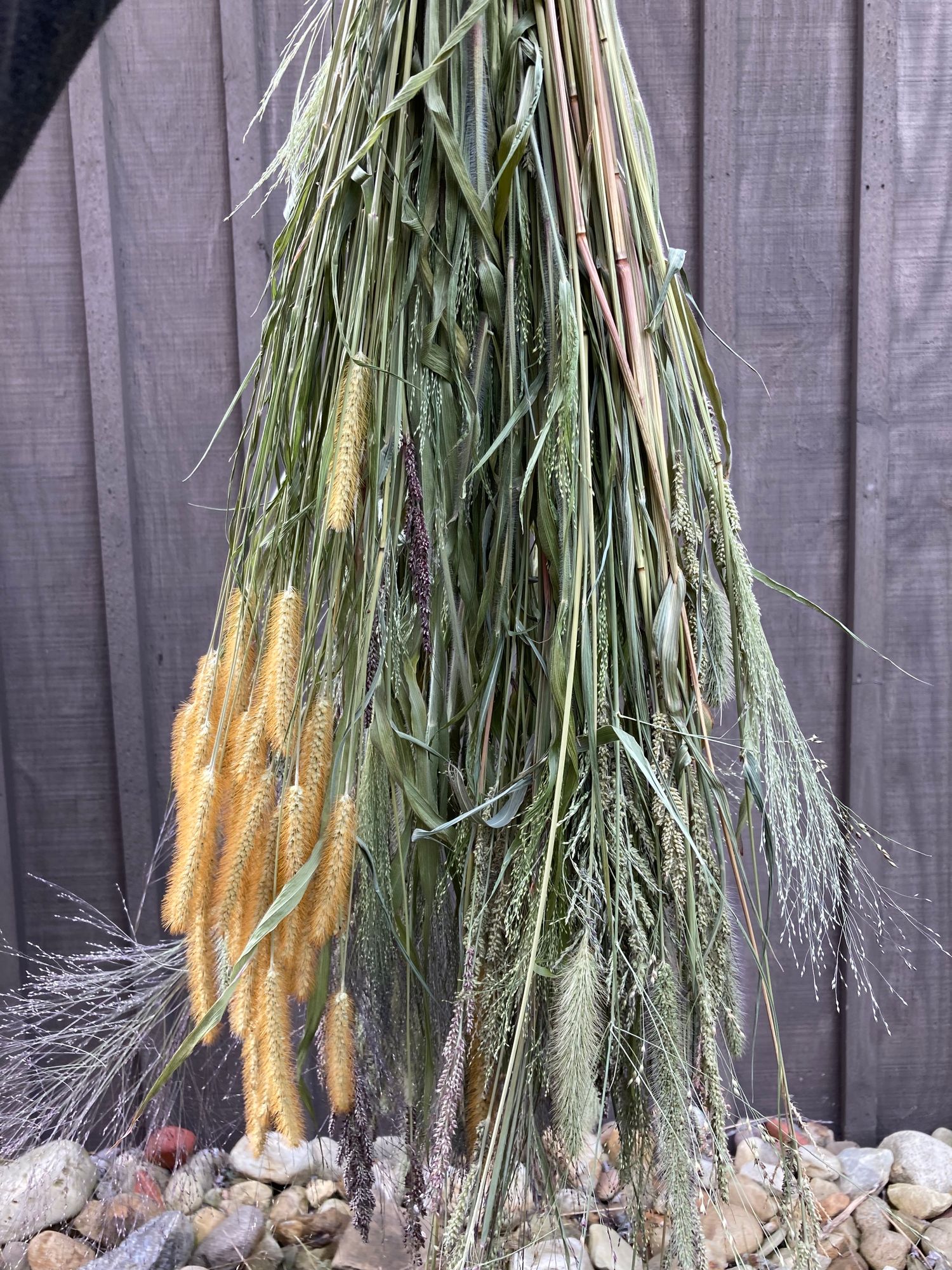 ORNAMENTAL GRASS