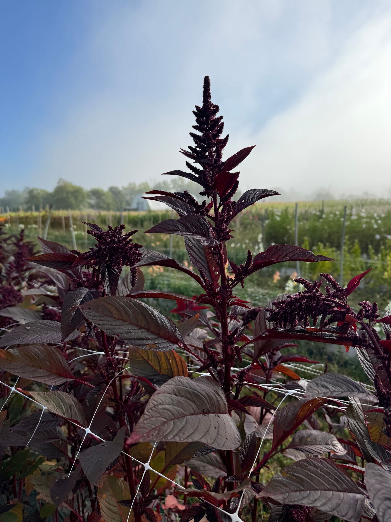 AMARANTHUS cruentus Red Spike