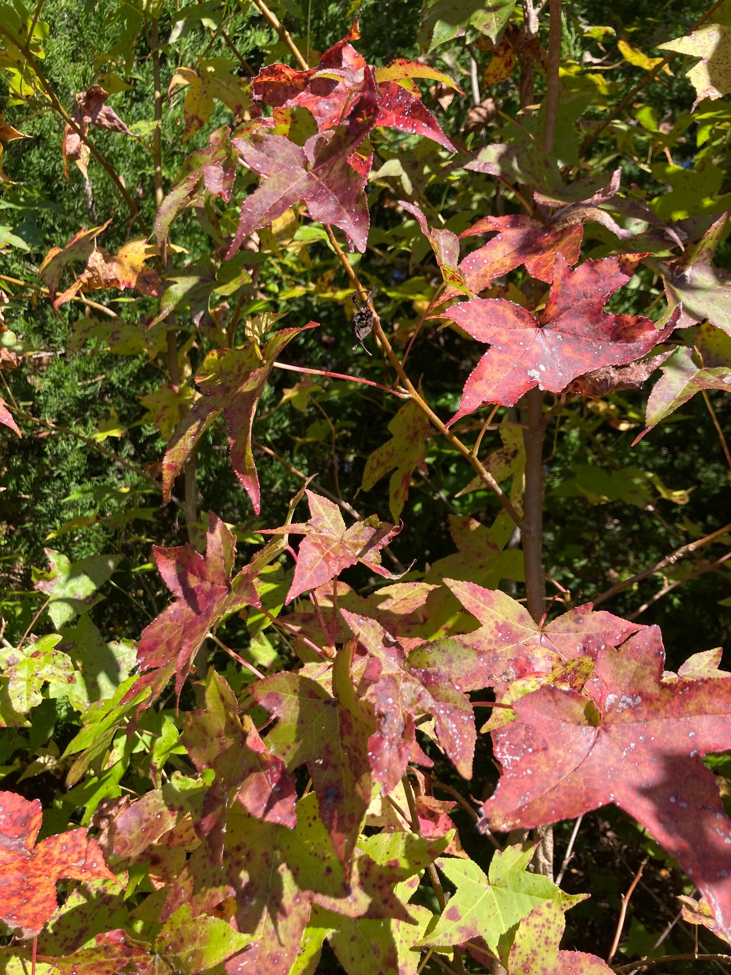 LIQUIDAMBAR styraciflua
