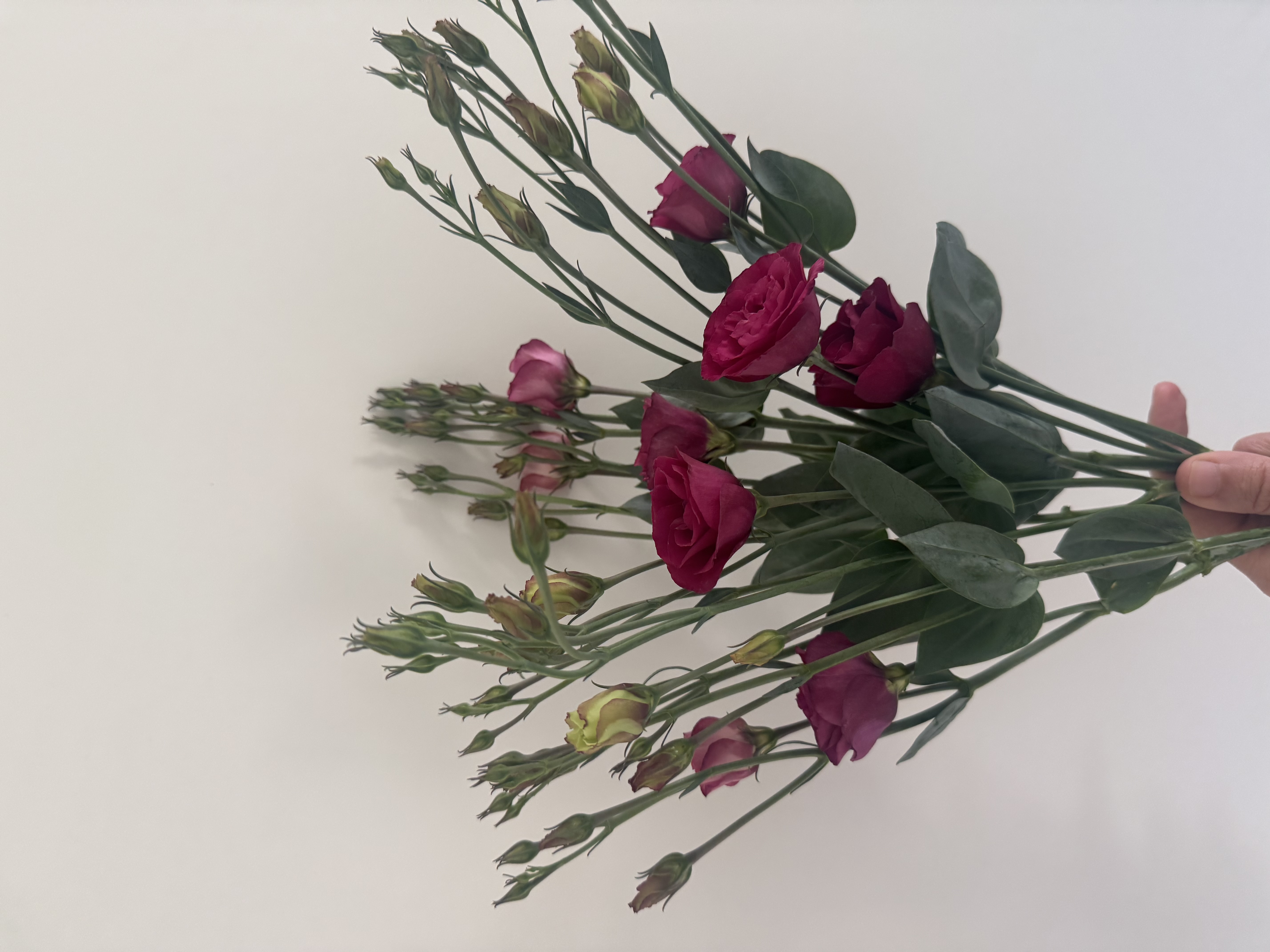 EUSTOMA grandiflorum Croma 1
