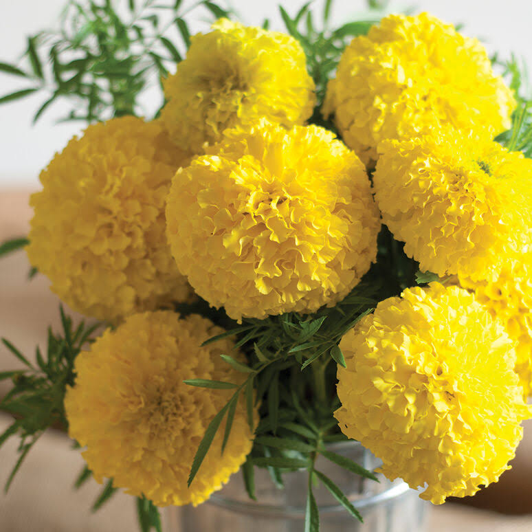 TAGETES erecta Giant Yellow