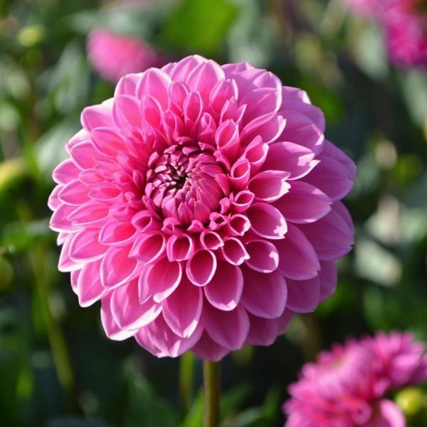 DAHLIA Pink Sylvia