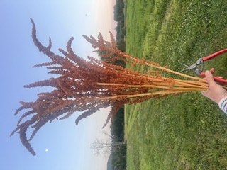AMARANTHUS cruentus Hot Biscuits