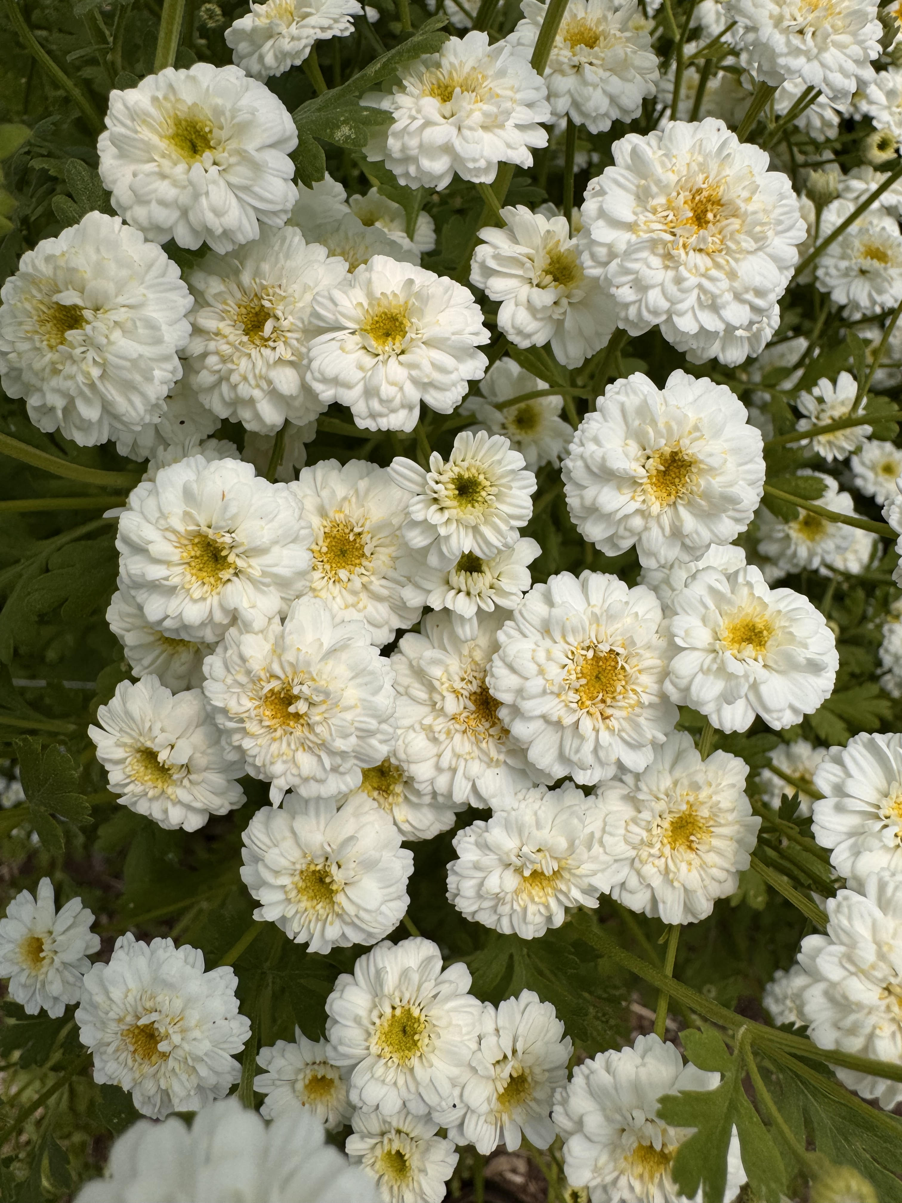 TANACETUM parthenium Tetra