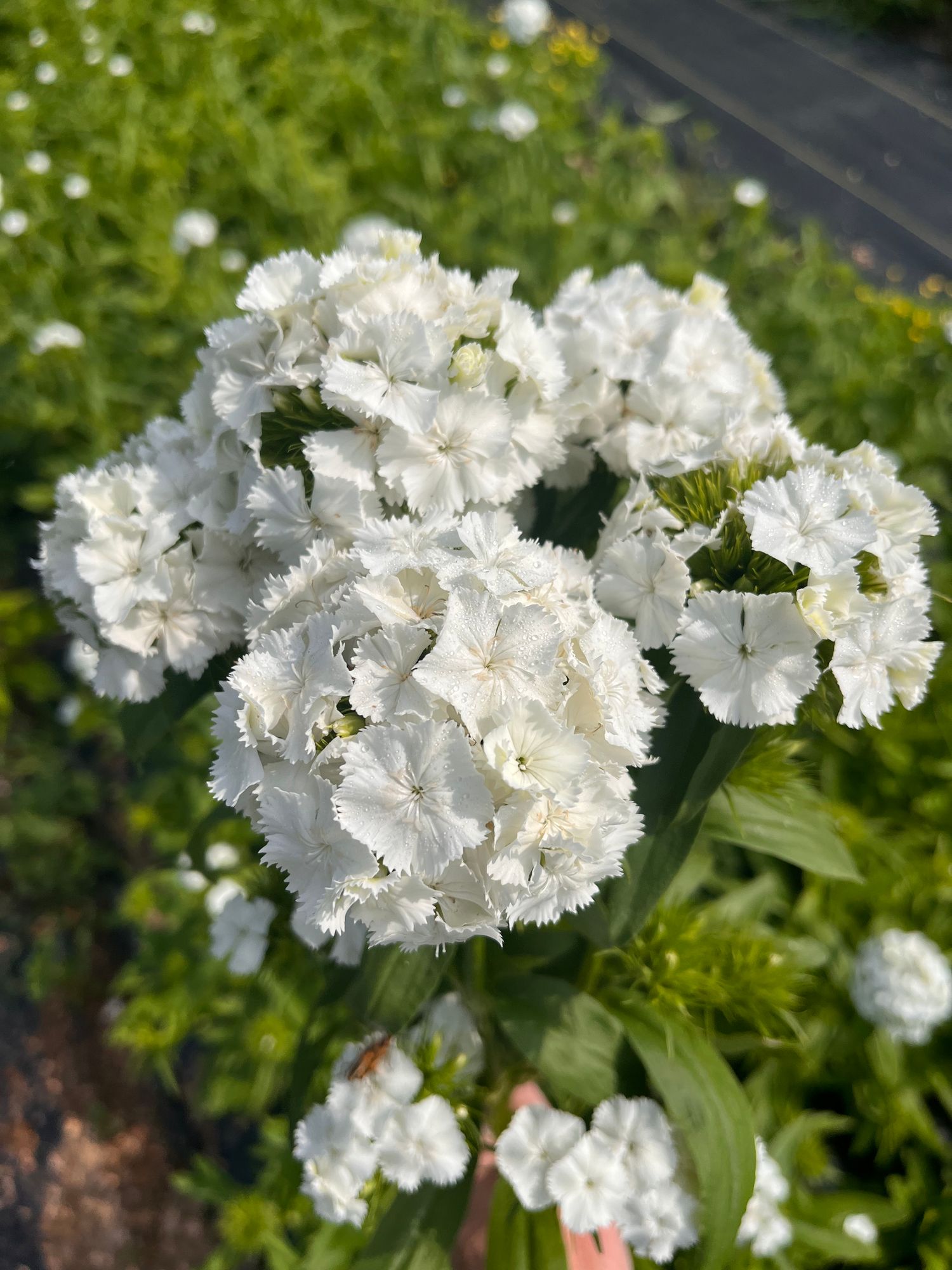 DIANTHUS