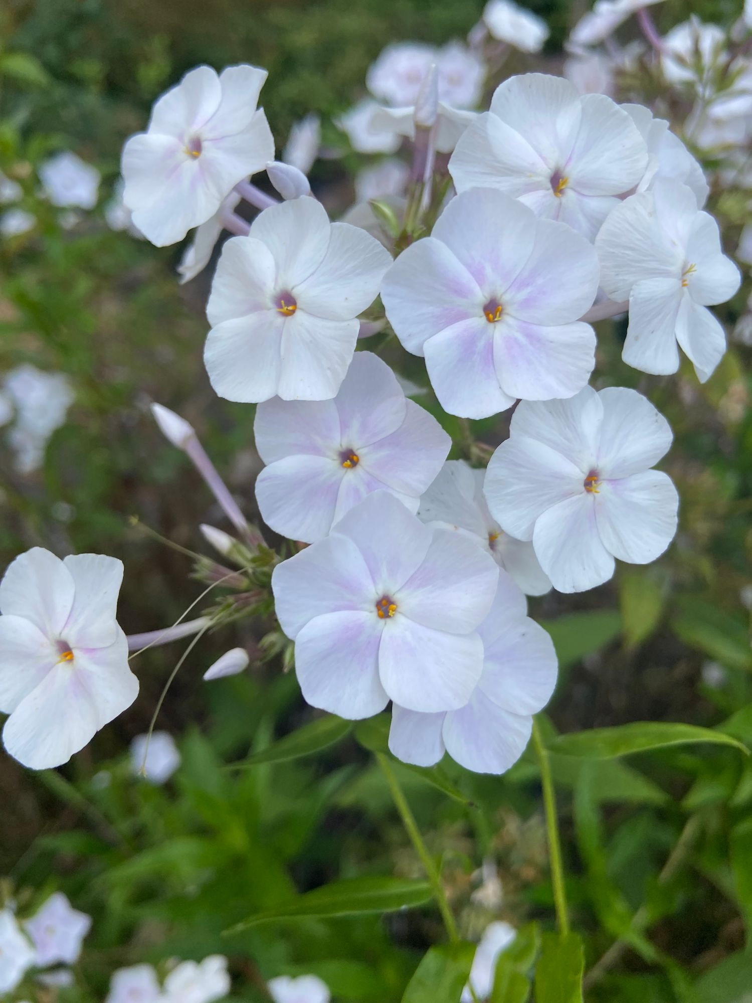 PHLOX paniculata