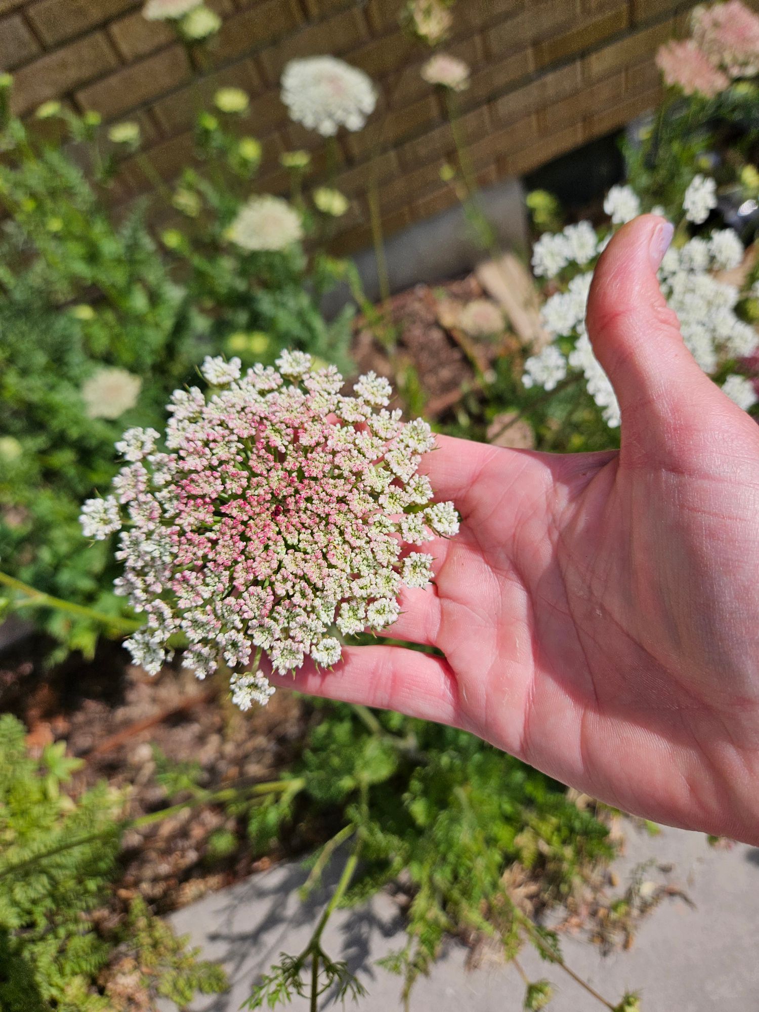 DAUCUS carota Dara