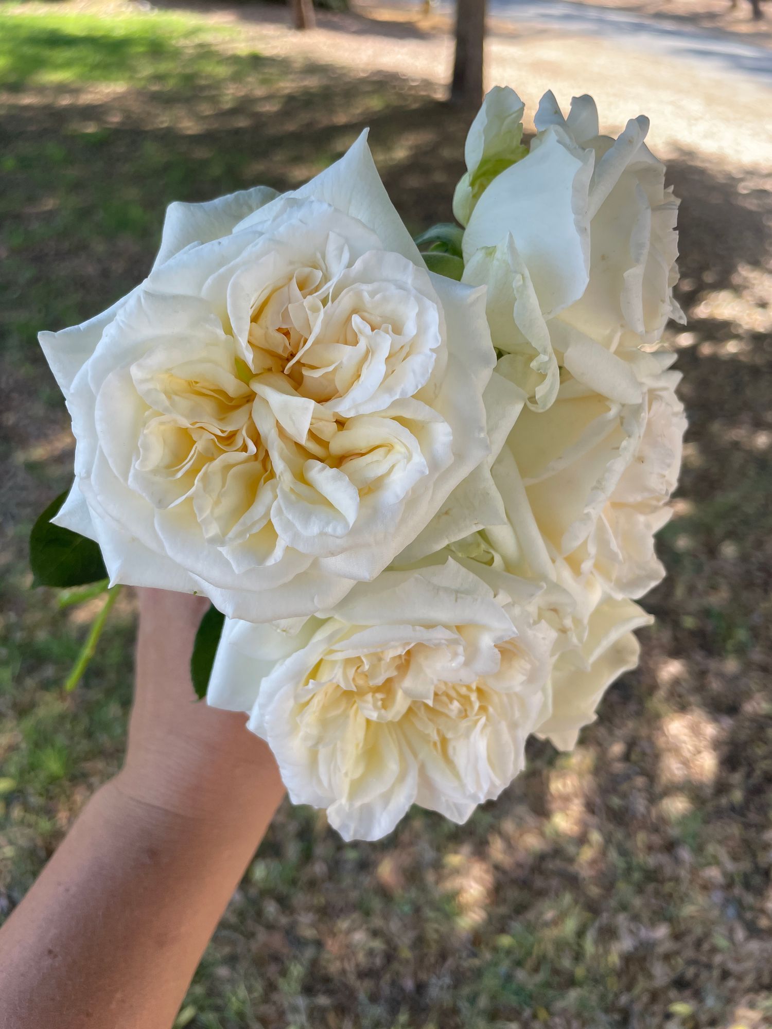 ROSA hybrida