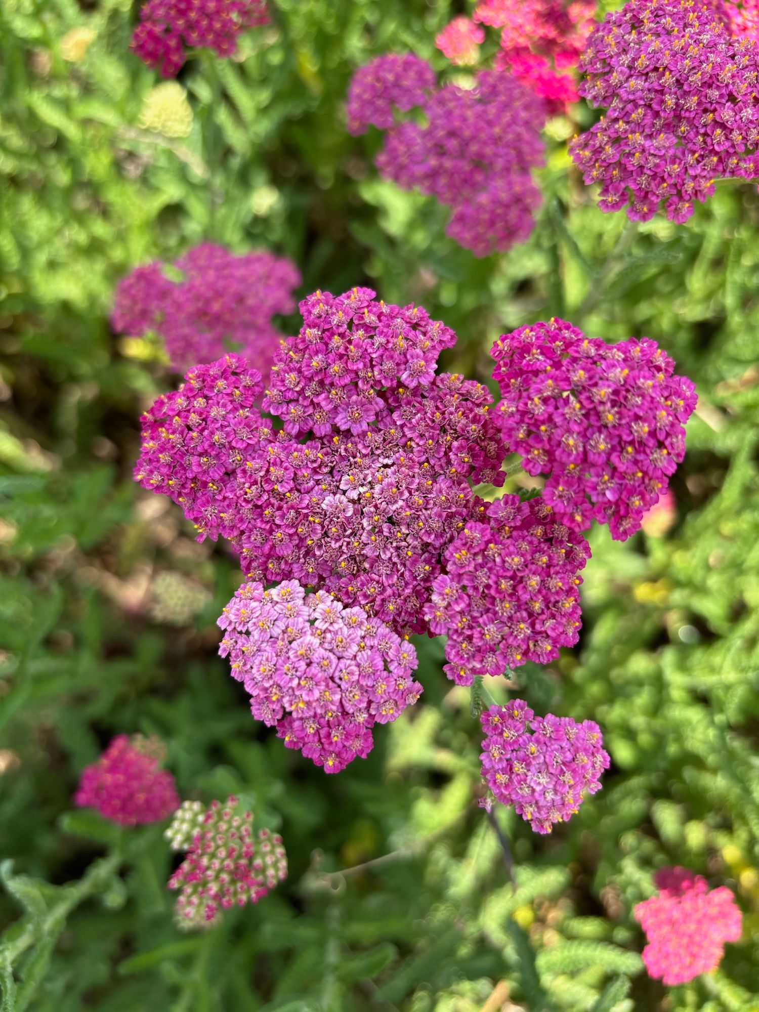 ACHILLEA millefolium