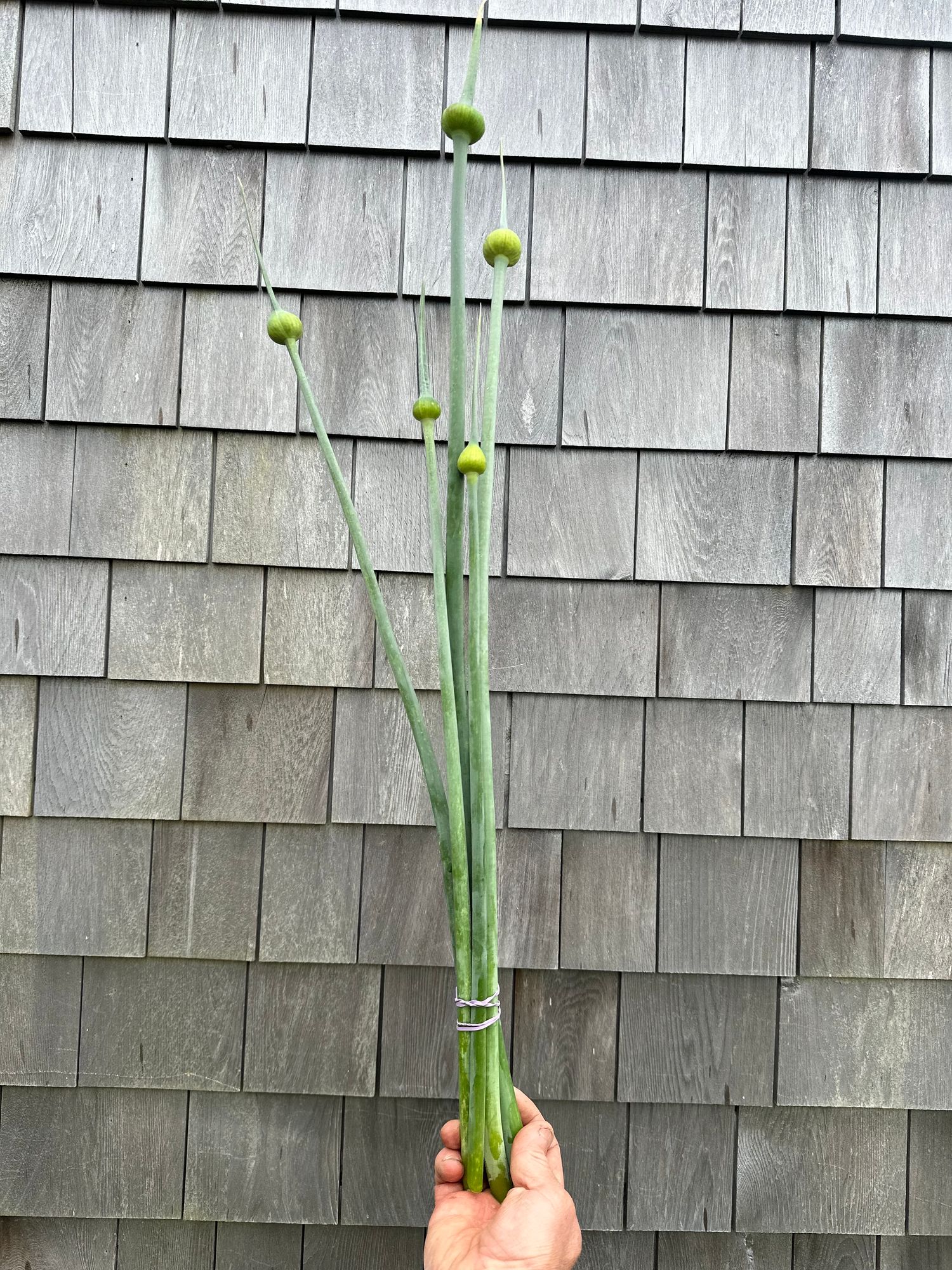 ALLIUM ampeloprasum