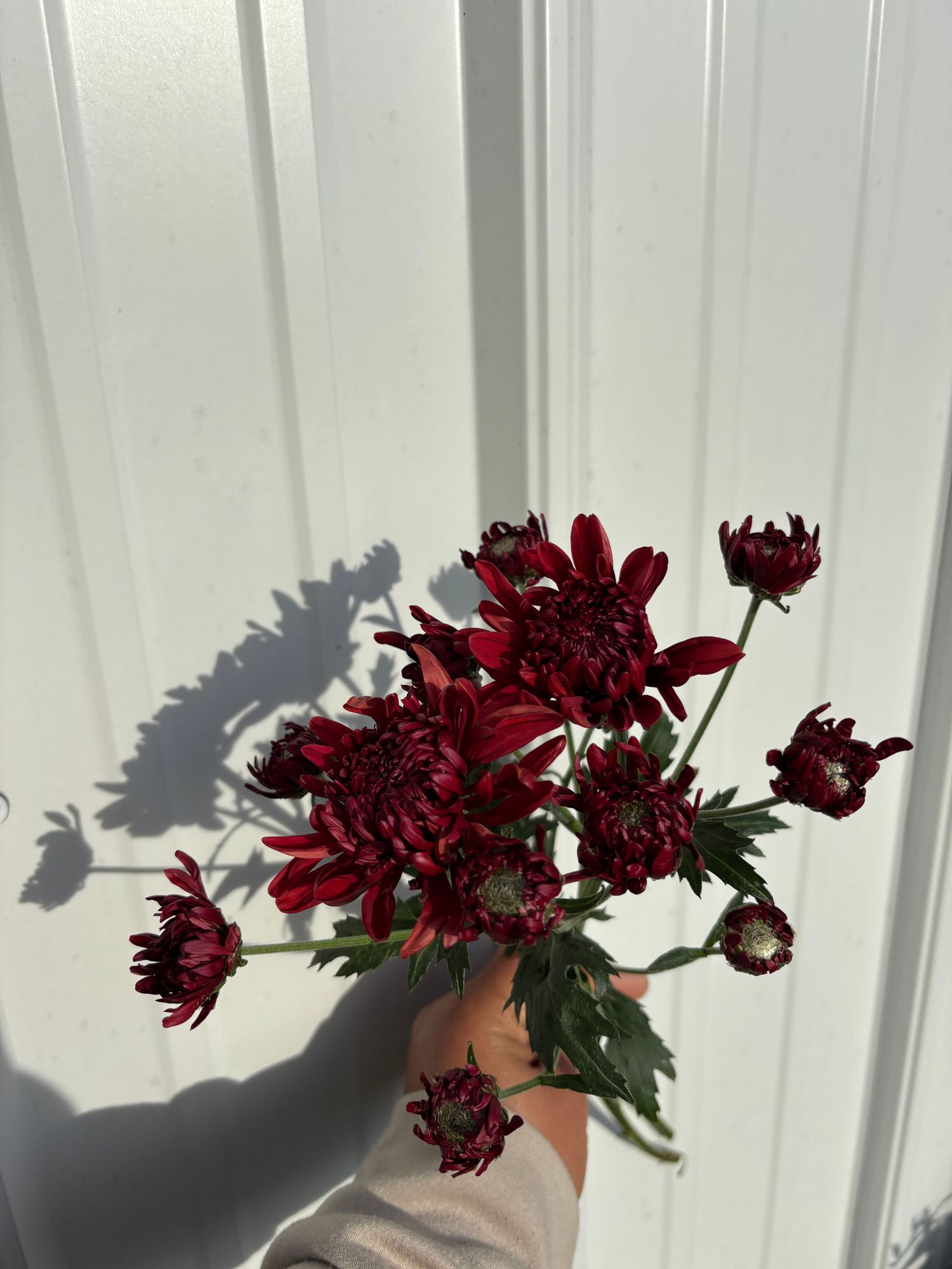 CHRYSANTHEMUM indicum Shanghai Red