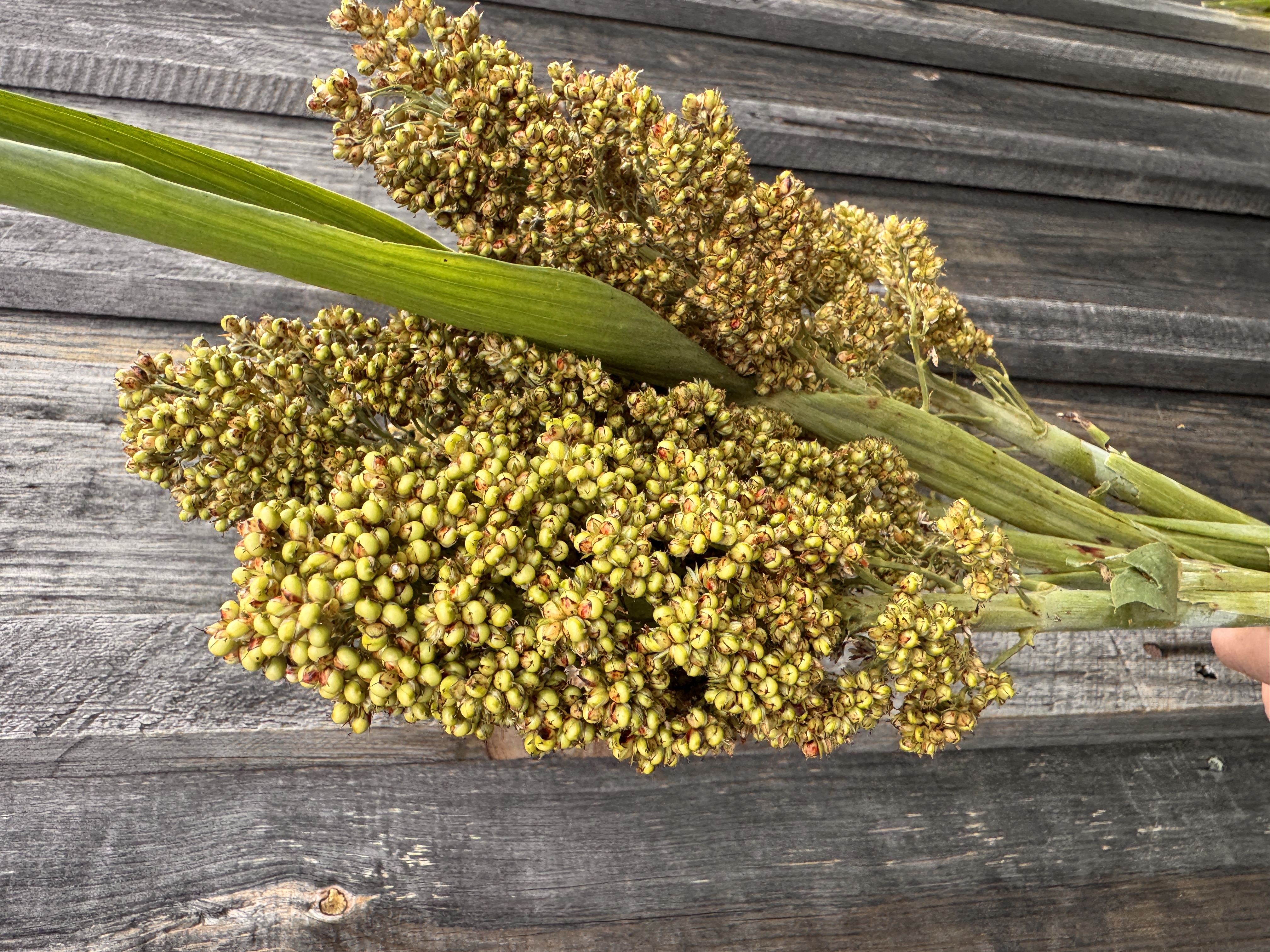 SORGHUM x drummondii