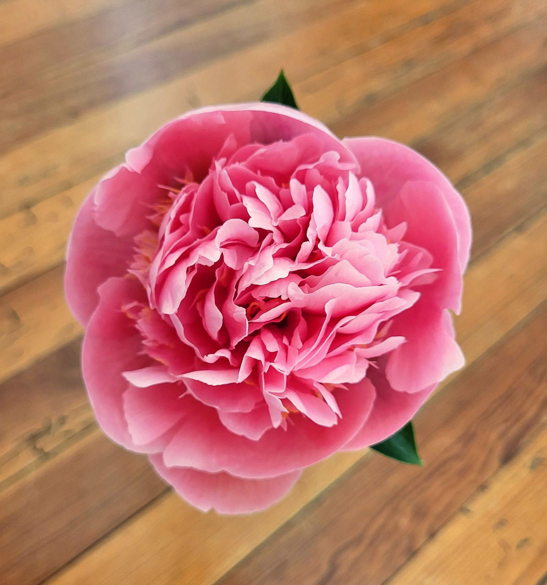 PAEONIA lactiflora Etched Salmon