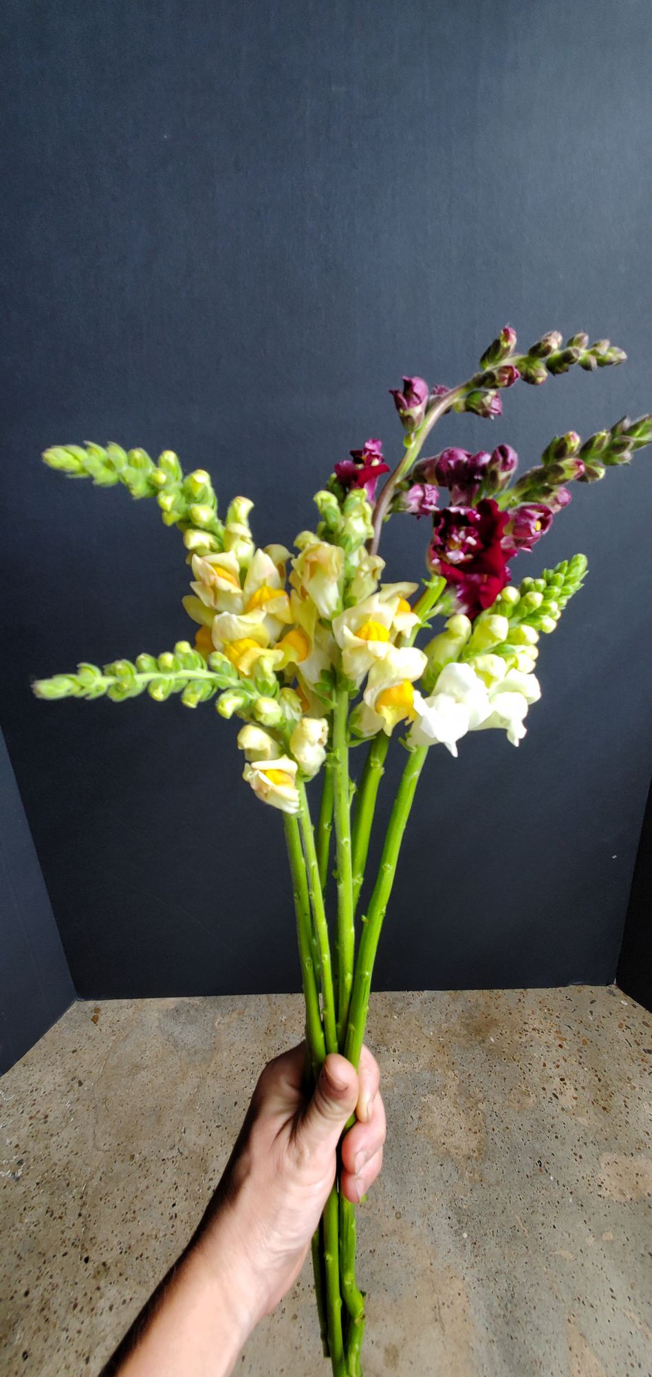 ANTIRRHINUM majus