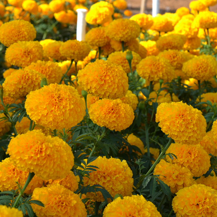 TAGETES erecta Jedi Gold