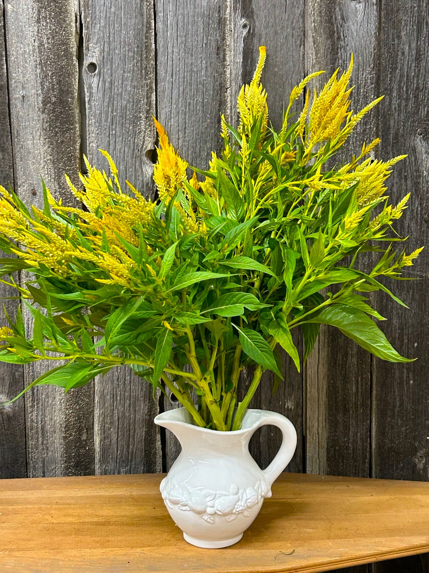 CELOSIA argentea var. plumosa